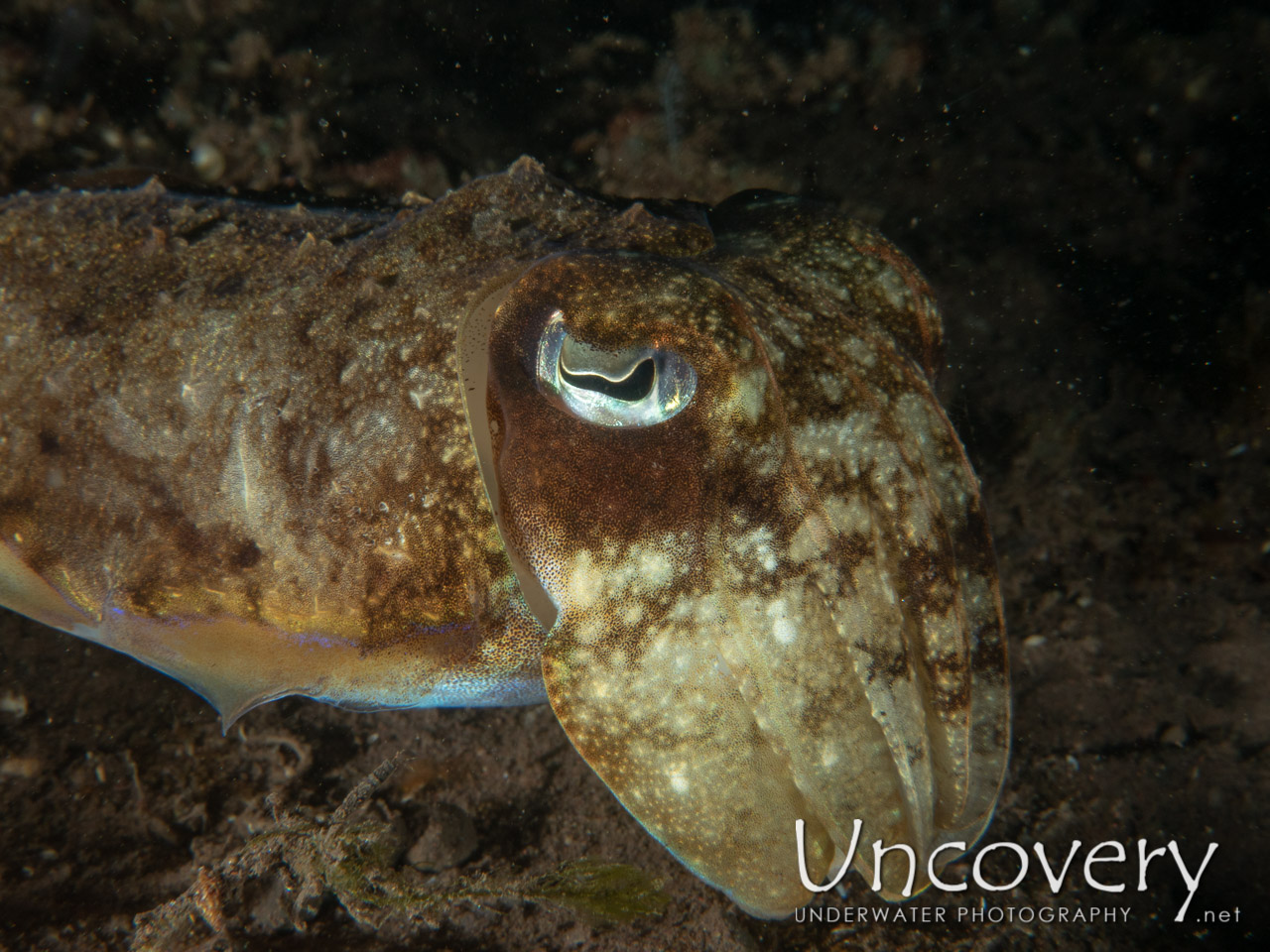 Broadclub Cuttlefish (sepia Latimanus), photo taken in Indonesia, Bali, Tulamben, Tukad Linggah