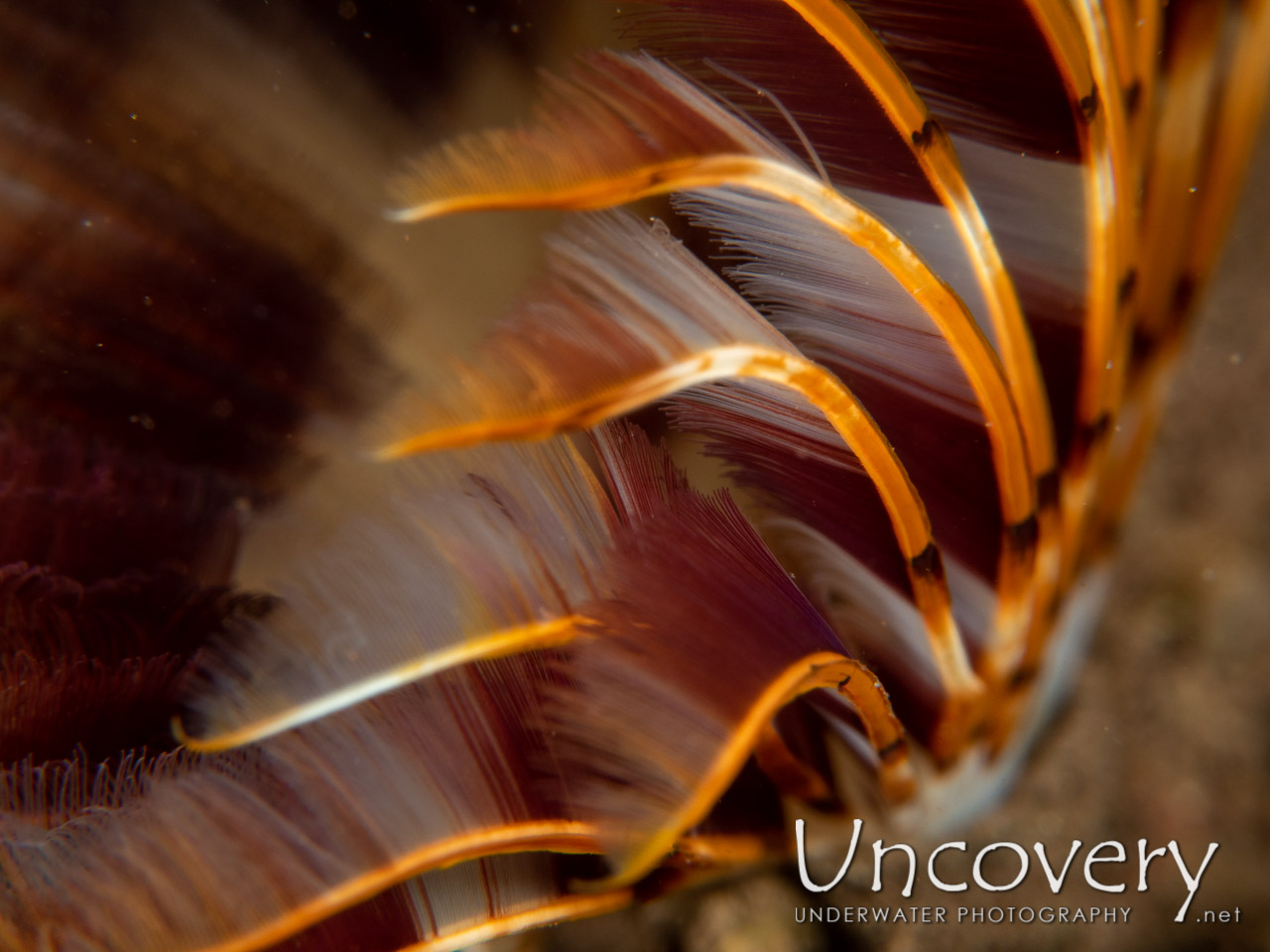Indian Feather Duster Worm (sabellastarte Spectabilis), photo taken in Indonesia, Bali, Tulamben, Tukad Linggah