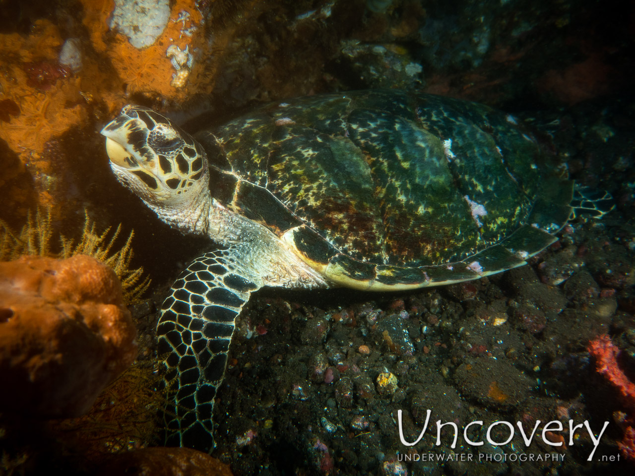 Hawksbill Sea Turtle (eretmochelys Imbricata), photo taken in Indonesia, Bali, Tulamben, Batu Niti Reef