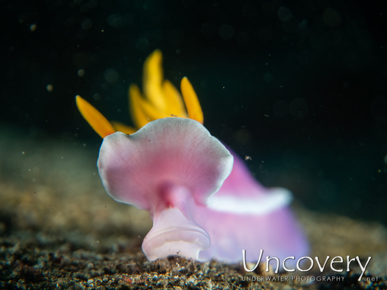 Nudibranch shot in Indonesia|Bali|Tulamben|Bulakan Reef