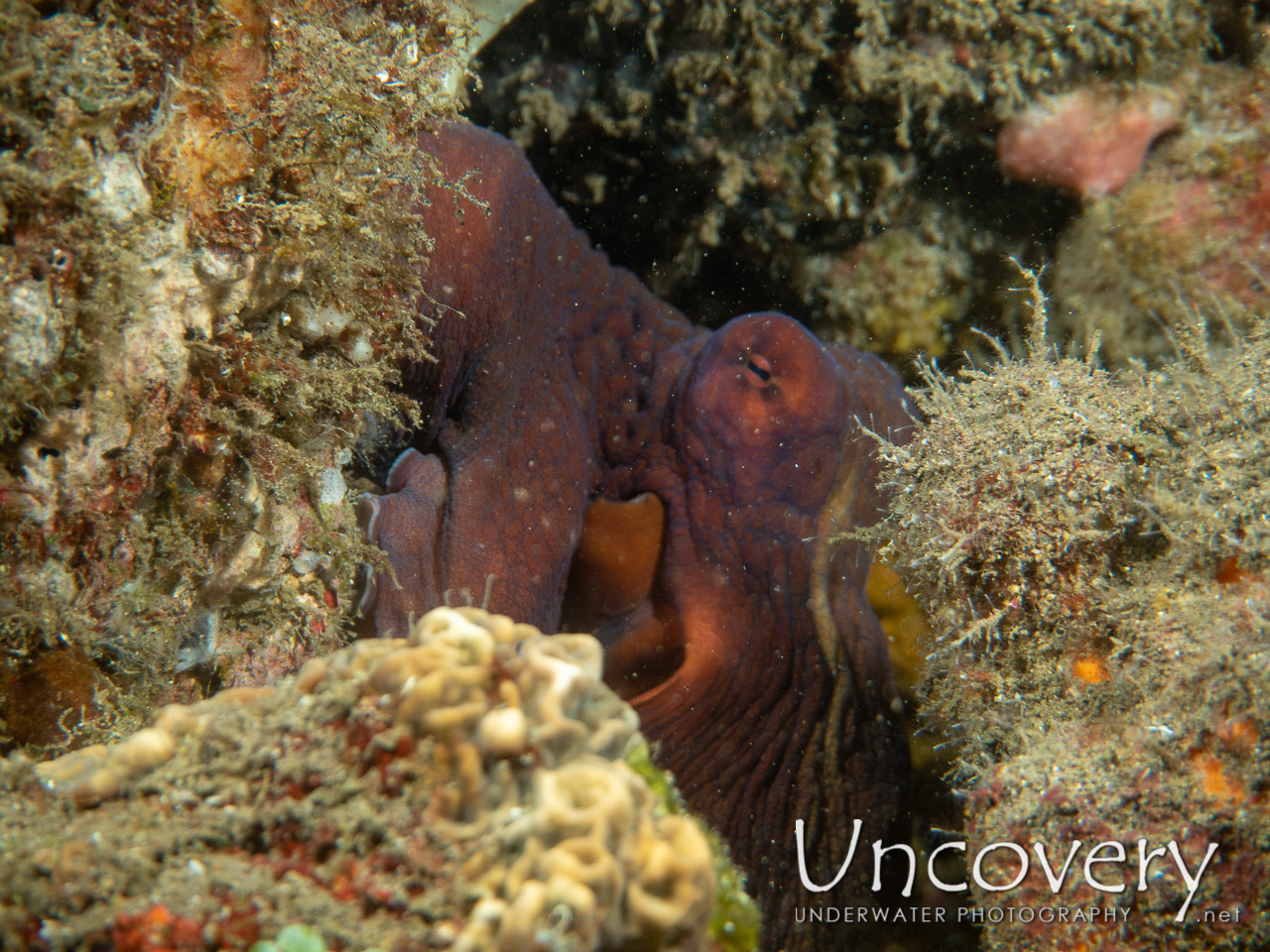 Day Octopus (octopus Cyanea) shot in Indonesia|Bali|Tulamben|Bulakan Reef