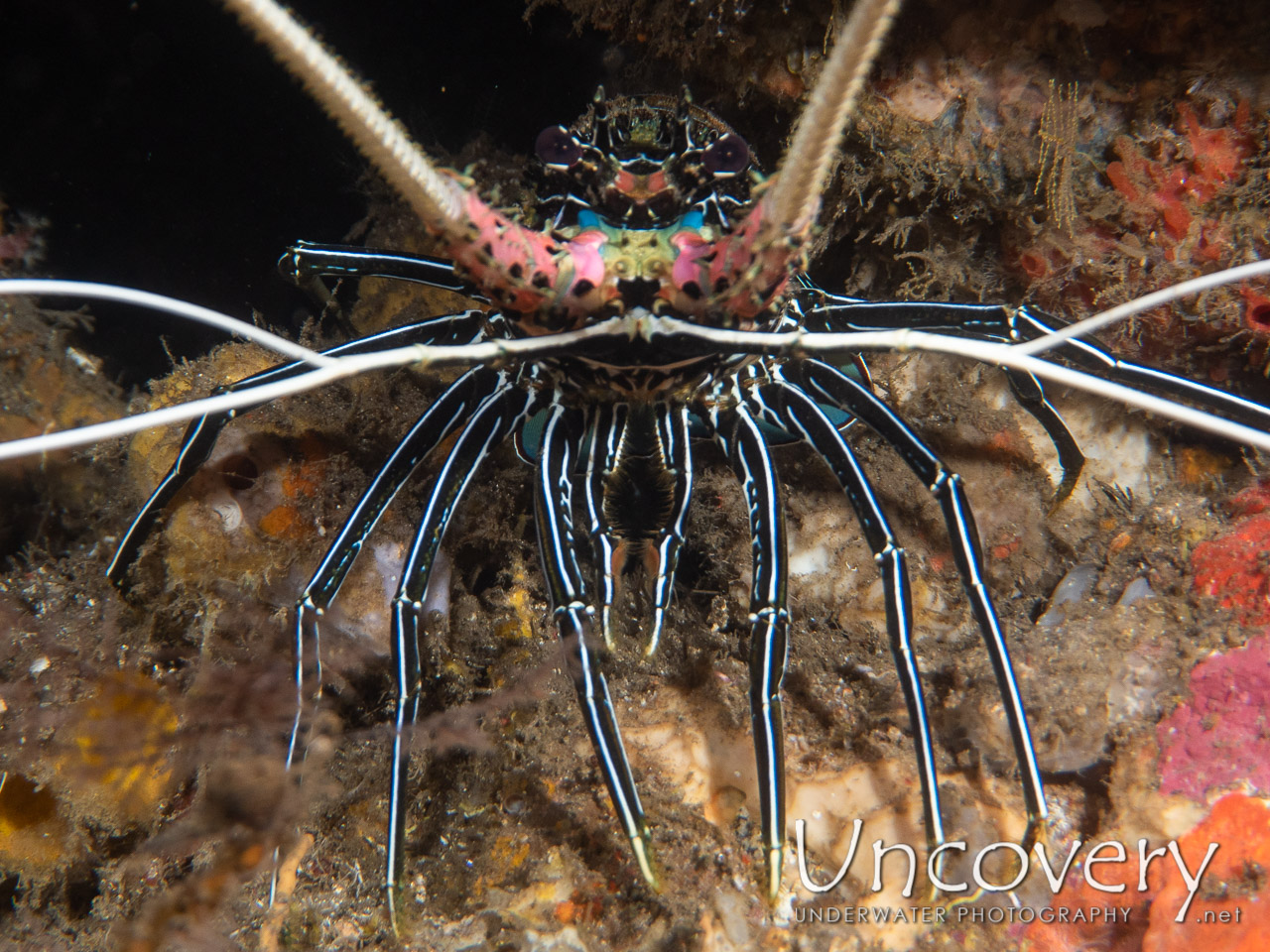 Lobster shot in Indonesia|Bali|Tulamben|Bulakan Reef
