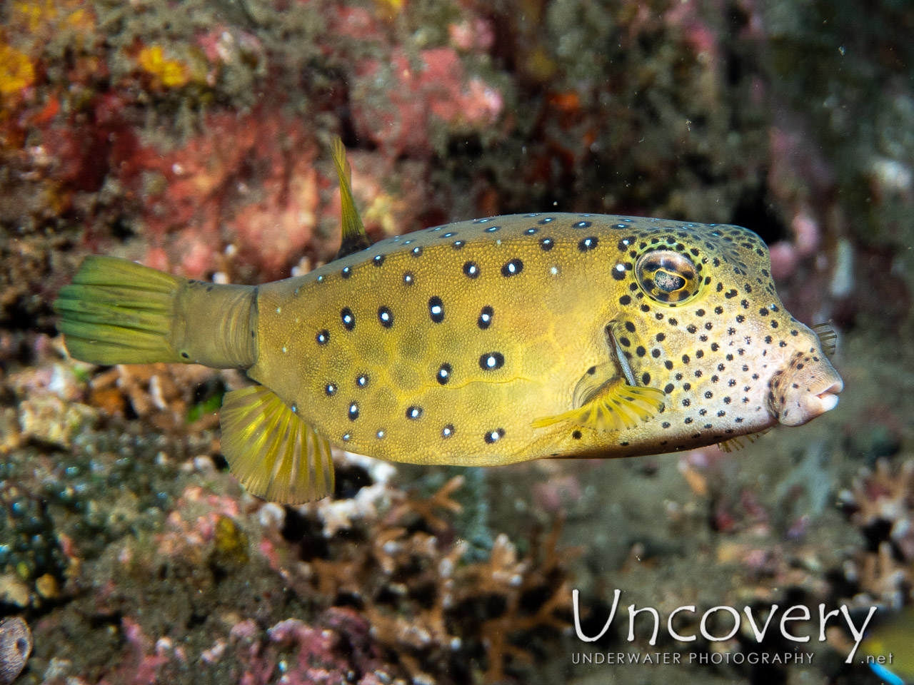 Yellow Boxfish (ostracion Cubicus) shot in Indonesia|Bali|Tulamben|Bulakan Reef
