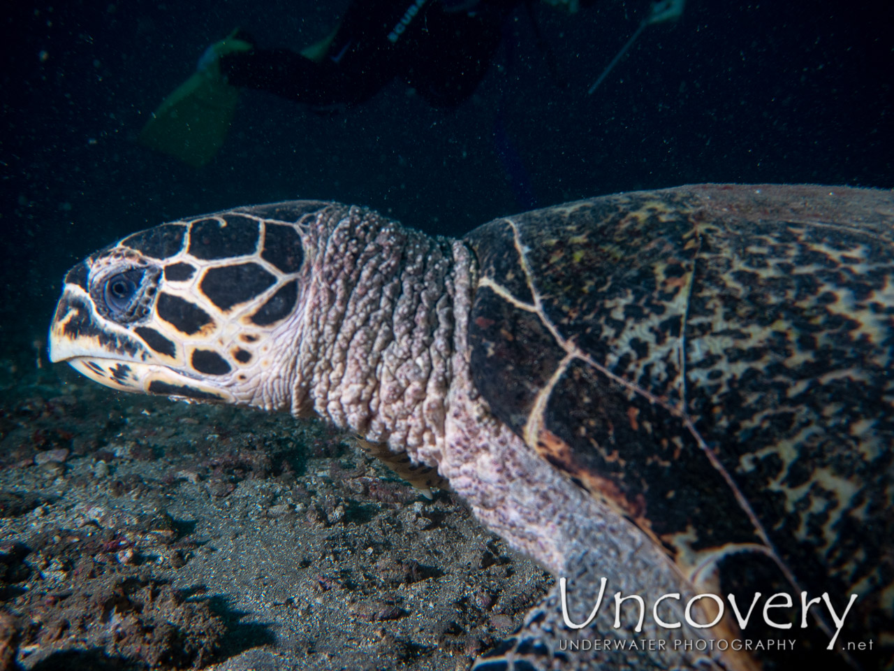 Hawksbill Sea Turtle (eretmochelys Imbricata) shot in Indonesia|Bali|Tulamben|Pyramids