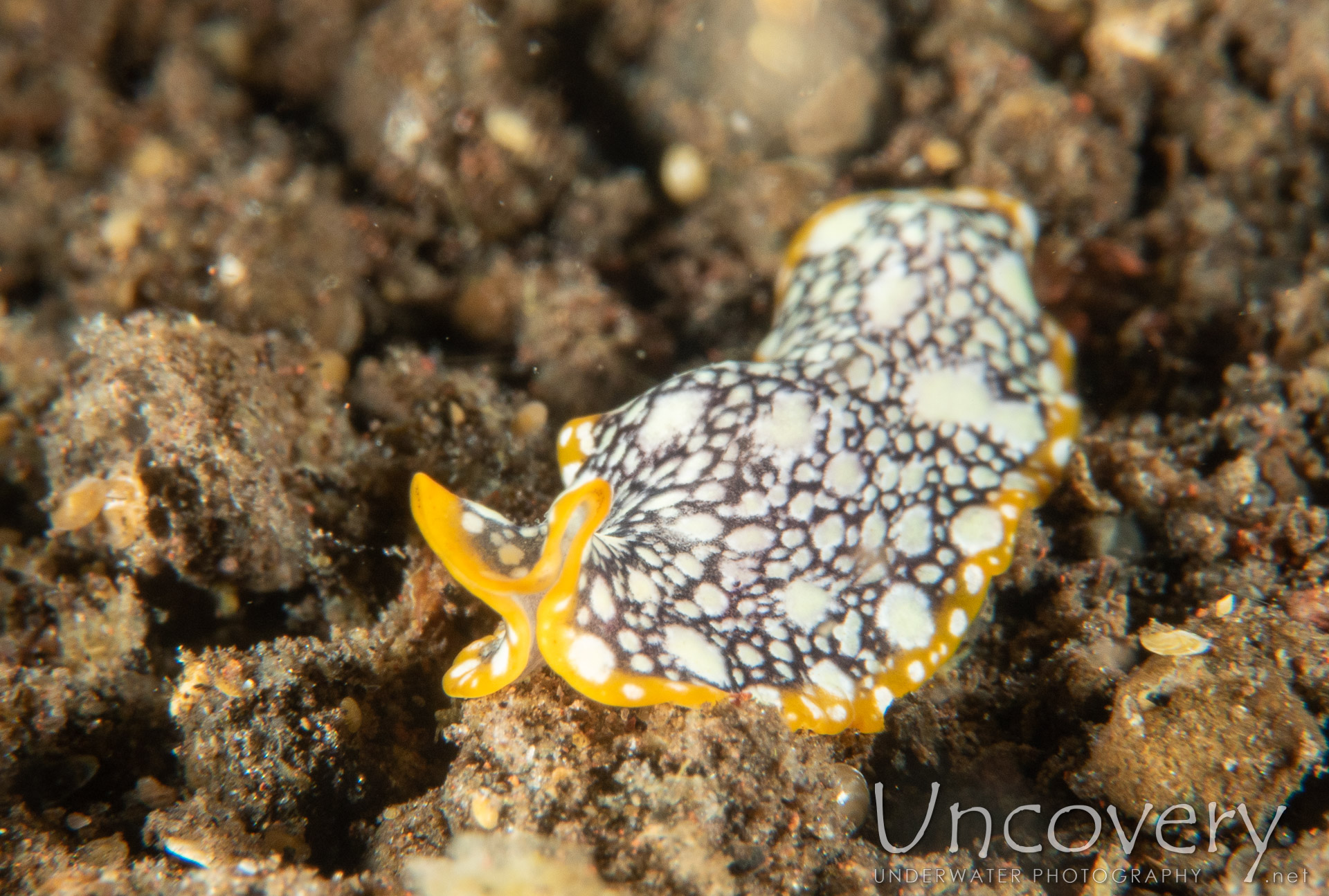 Flatworm, photo taken in Indonesia, Bali, Tulamben, Melasti