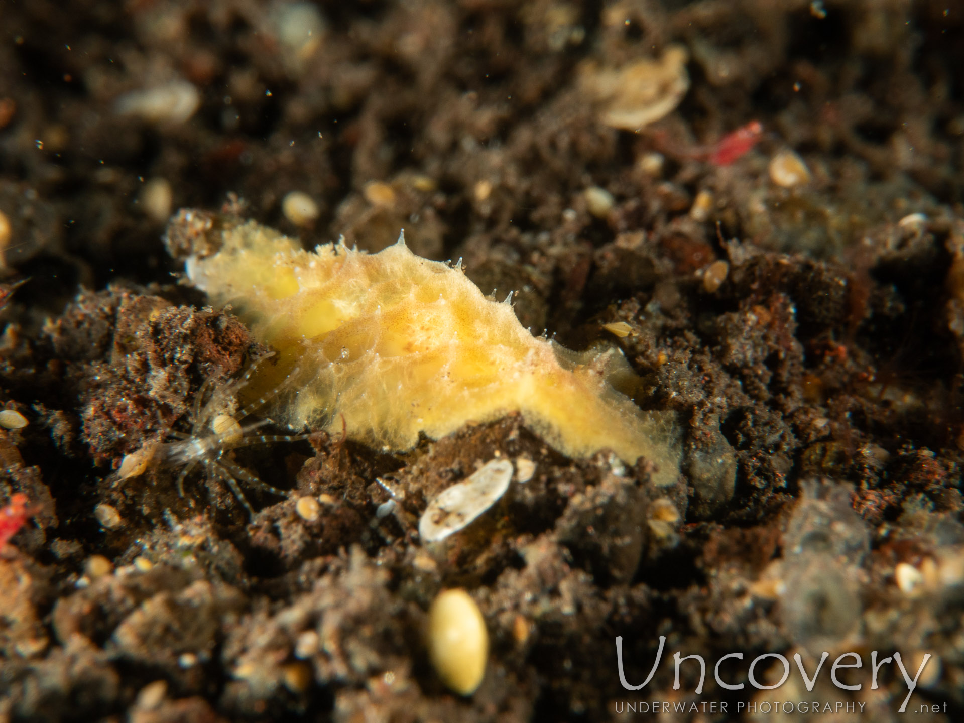 Nudibranch (halgerda Dalanghita), photo taken in Indonesia, Bali, Tulamben, Melasti