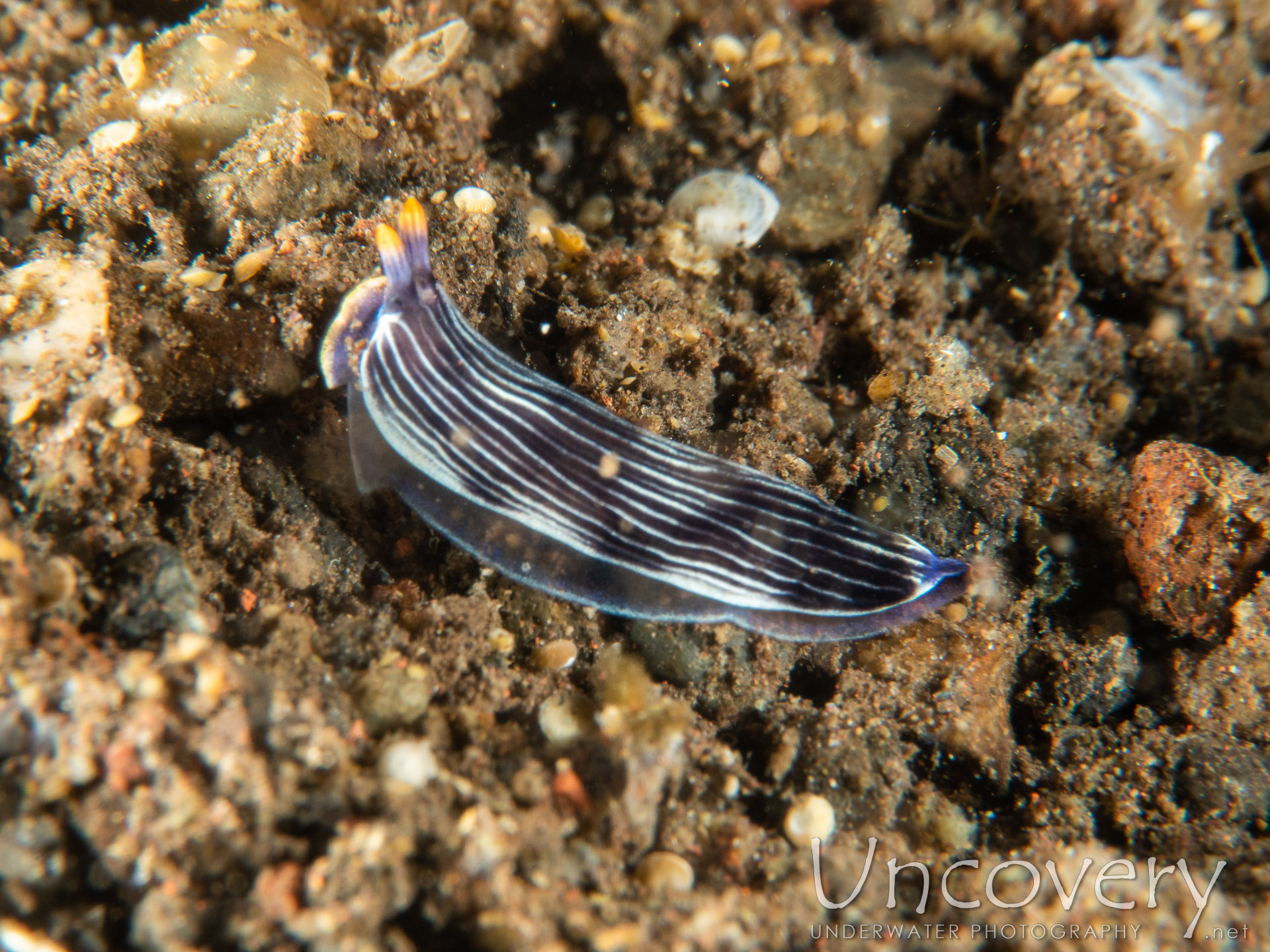 Flatworm, photo taken in Indonesia, Bali, Tulamben, Melasti