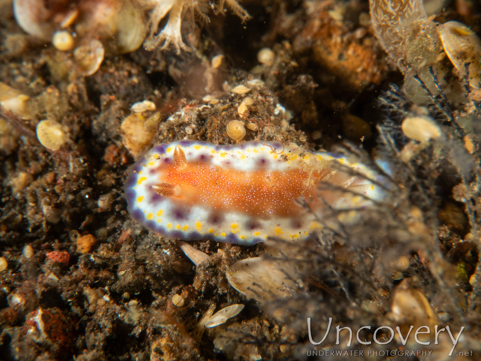 Nudibranch (goniobranchus Collingwoodi), photo taken in Indonesia, Bali, Tulamben, Melasti