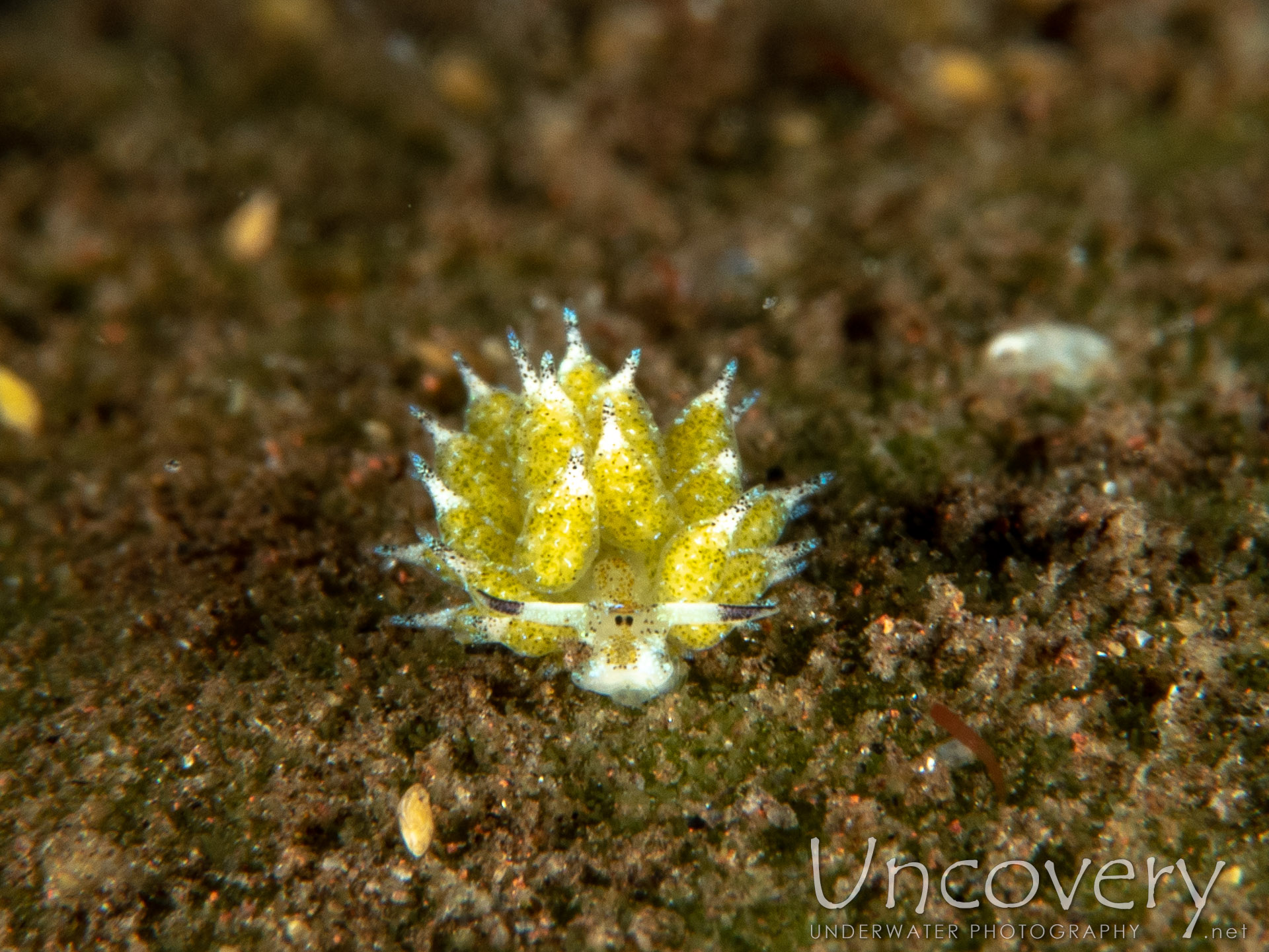 Nudibranch (costasiella Usagi), photo taken in Indonesia, Bali, Tulamben, Melasti