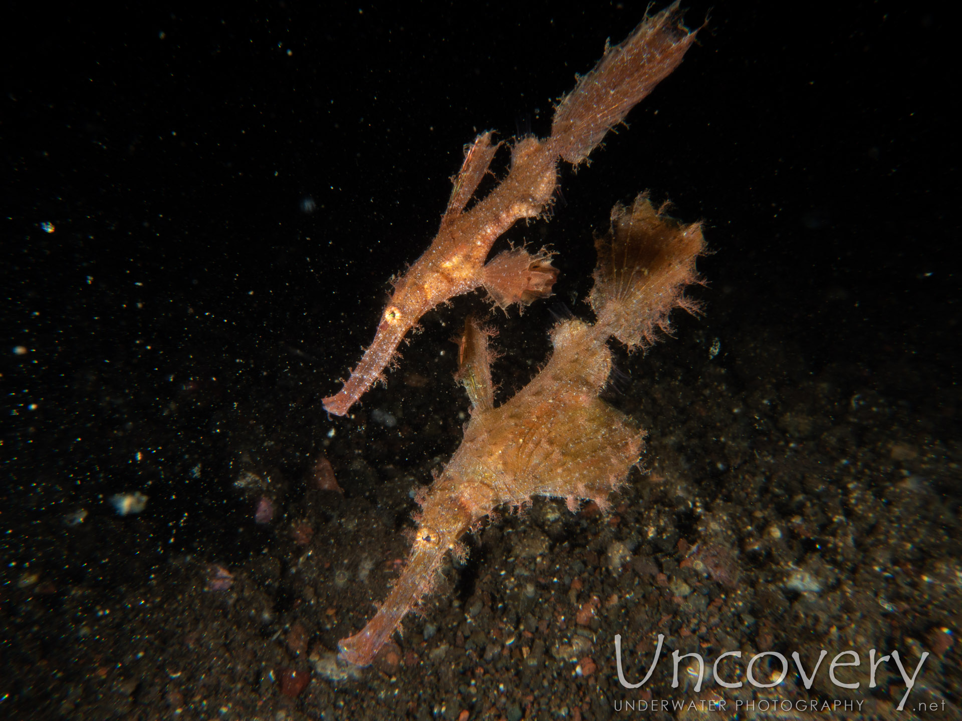 Roughsnout Ghostpipefish (solenostomus Paegnius), photo taken in Indonesia, Bali, Tulamben, Melasti