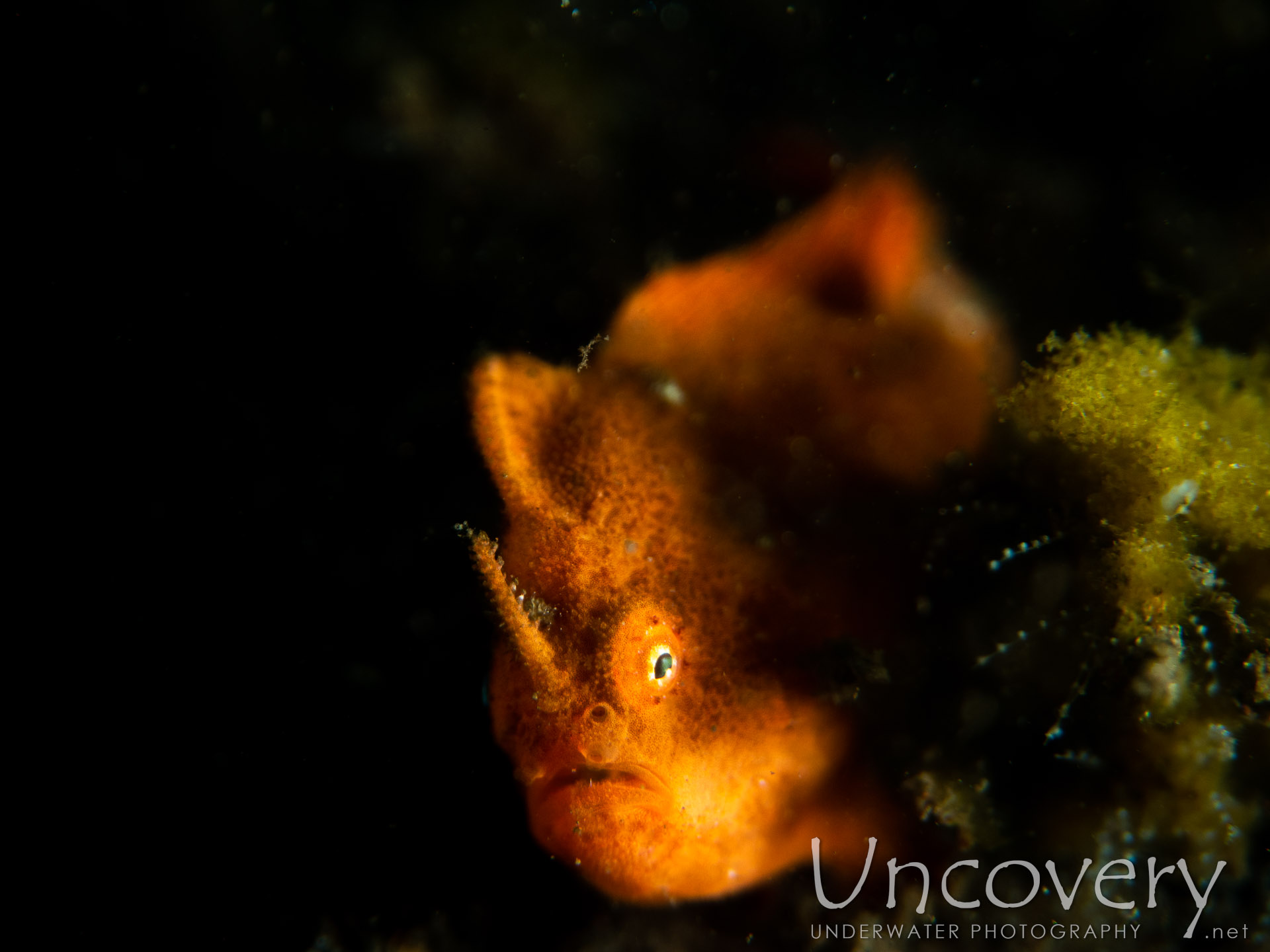 Painted Frogfish (antennarius Pictus), photo taken in Indonesia, Bali, Tulamben, Melasti