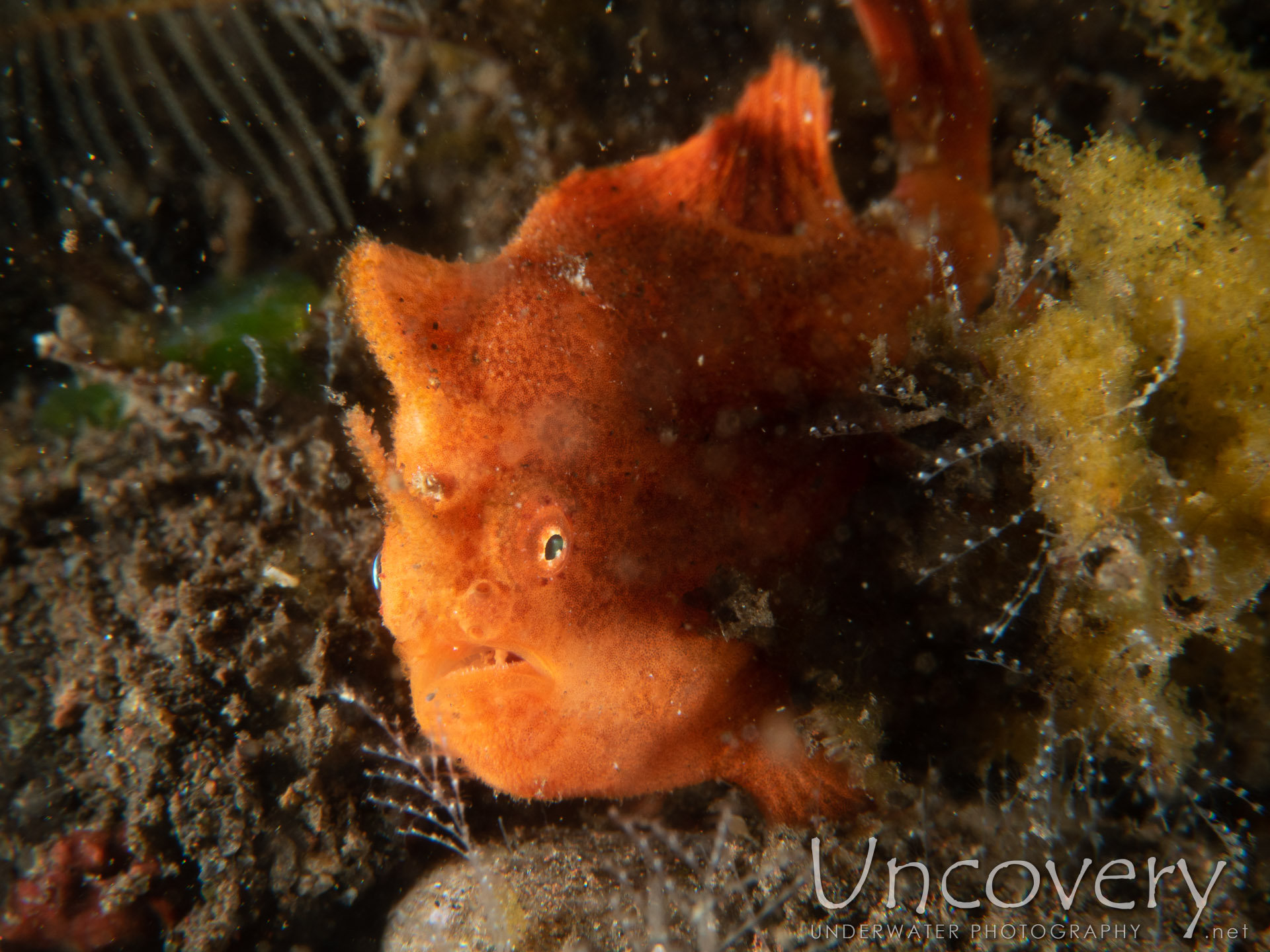 Painted Frogfish (antennarius Pictus), photo taken in Indonesia, Bali, Tulamben, Melasti