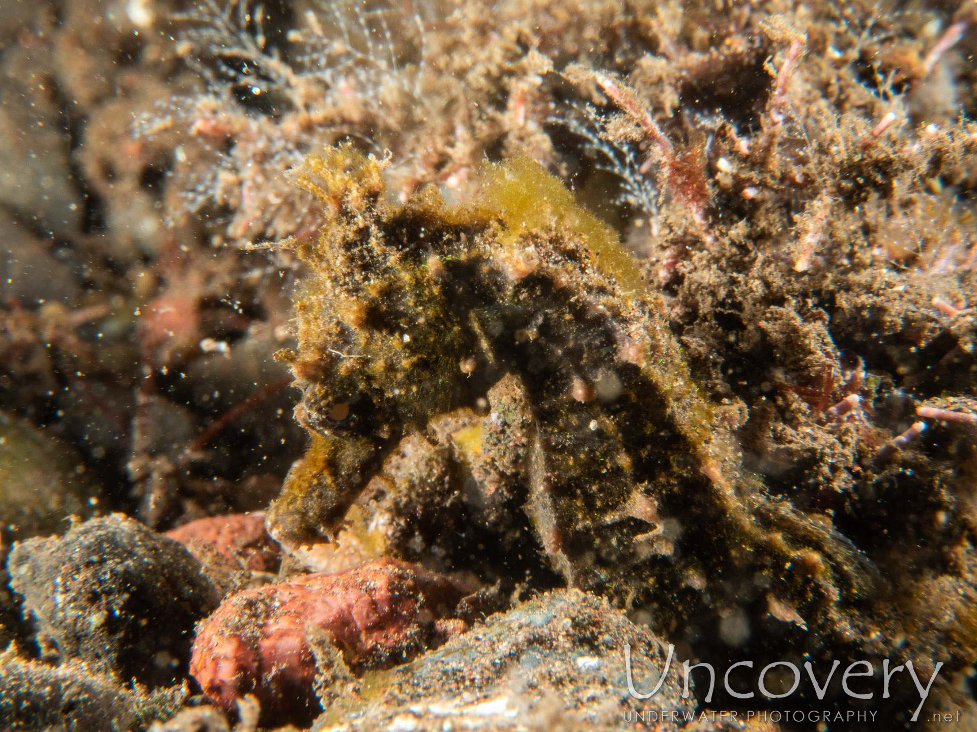 Common Sea Horse (hippocampus Kuda), photo taken in Indonesia, Bali, Tulamben, Melasti