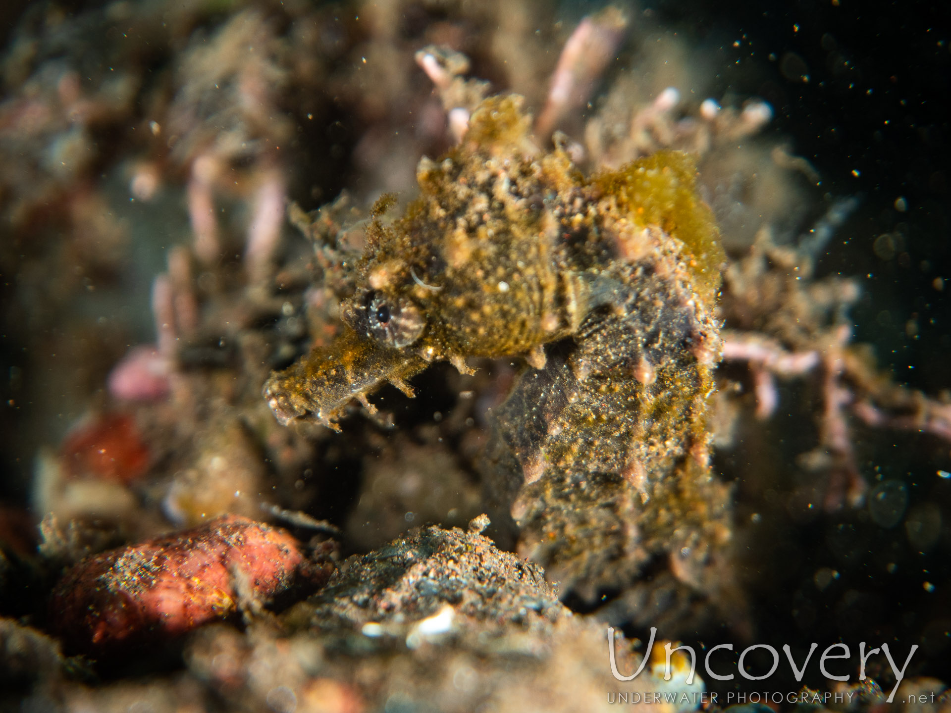 Common Sea Horse (hippocampus Kuda), photo taken in Indonesia, Bali, Tulamben, Melasti