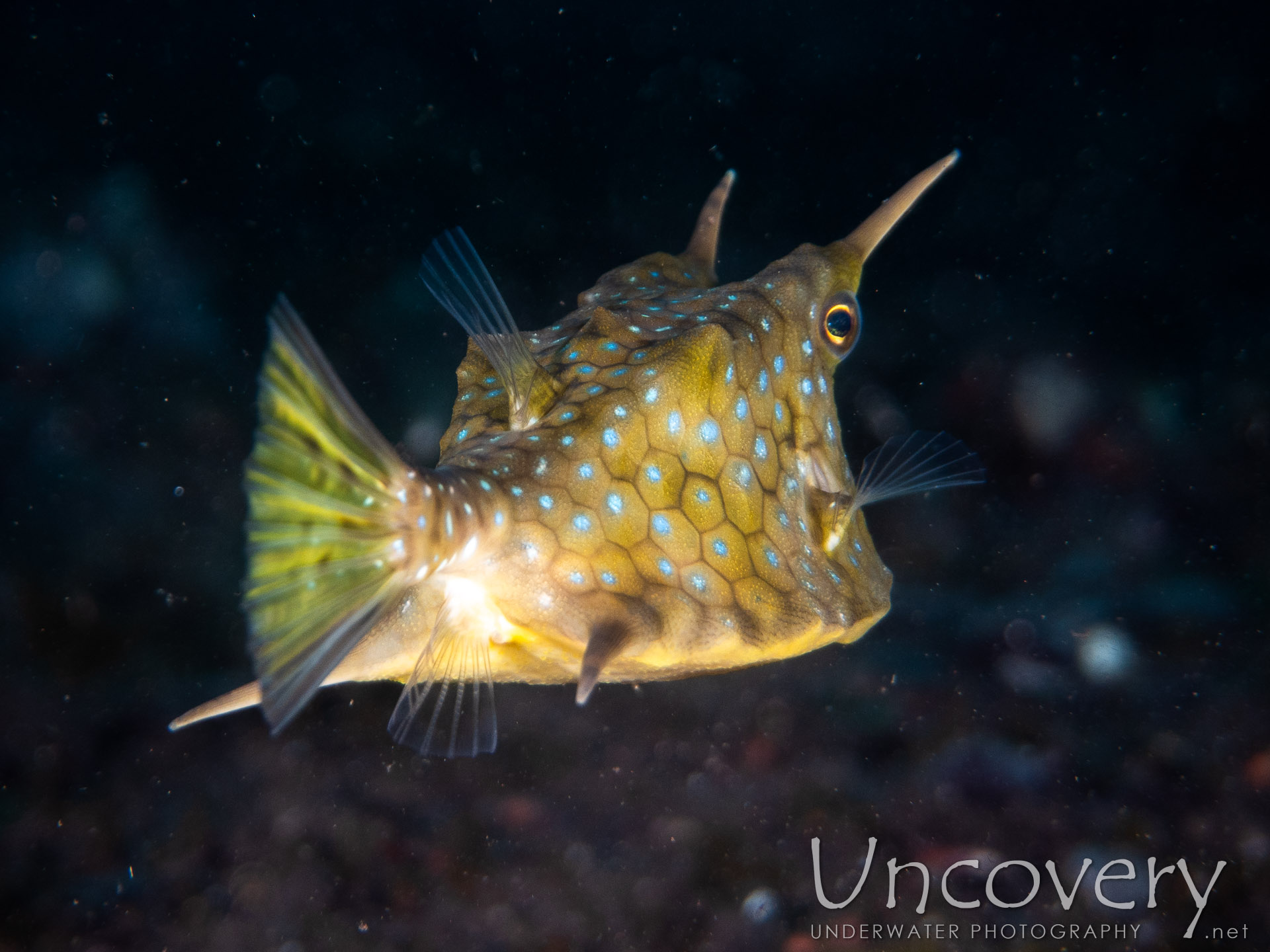 Longhorn Cowfish (lactoria Cornuta), photo taken in Indonesia, Bali, Tulamben, Melasti