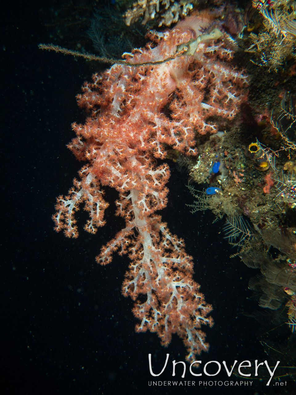 Coral shot in Indonesia|Bali|Tulamben|Liberty Wreck
