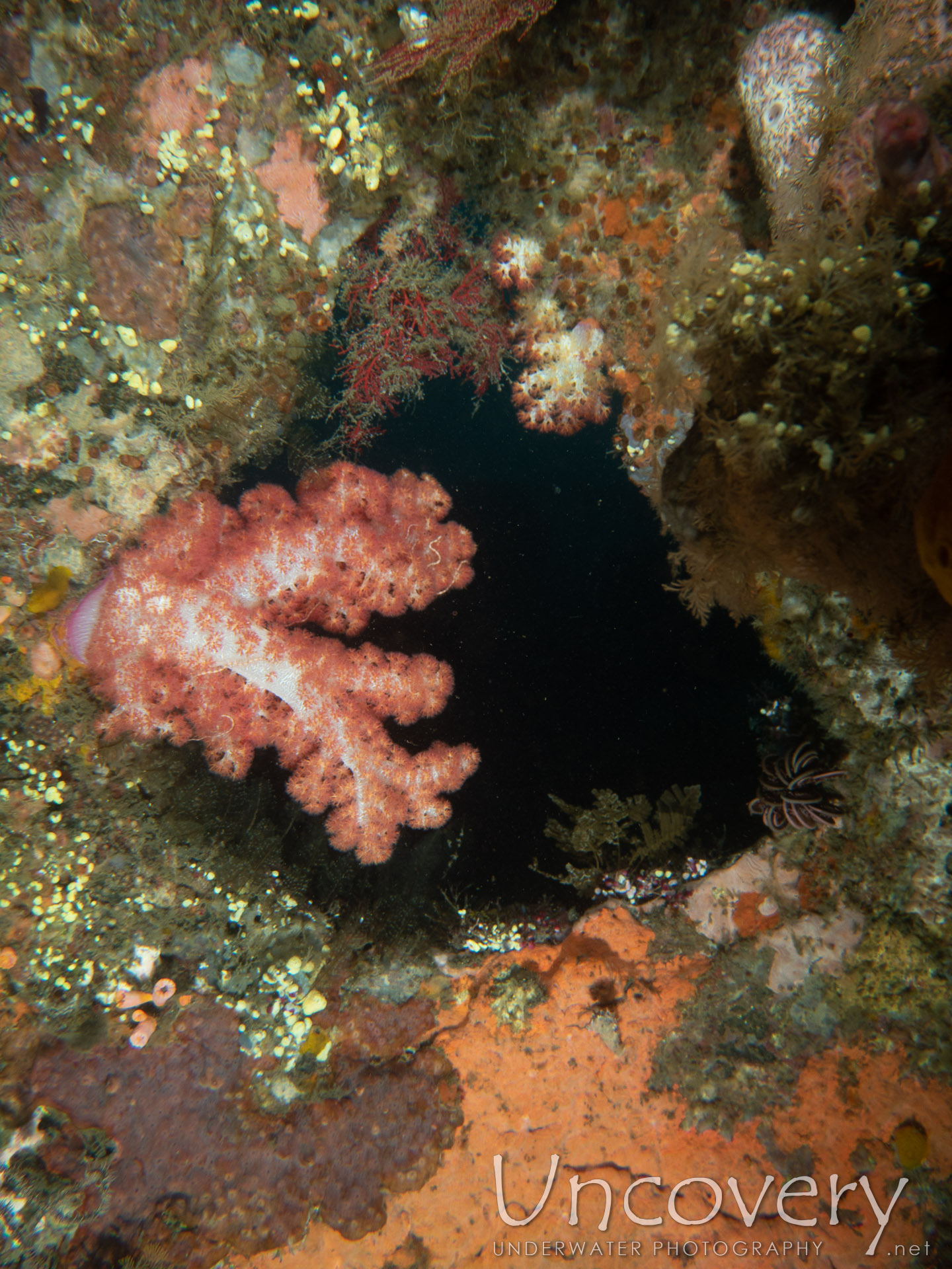 Coral, photo taken in Indonesia, Bali, Tulamben, Liberty Wreck