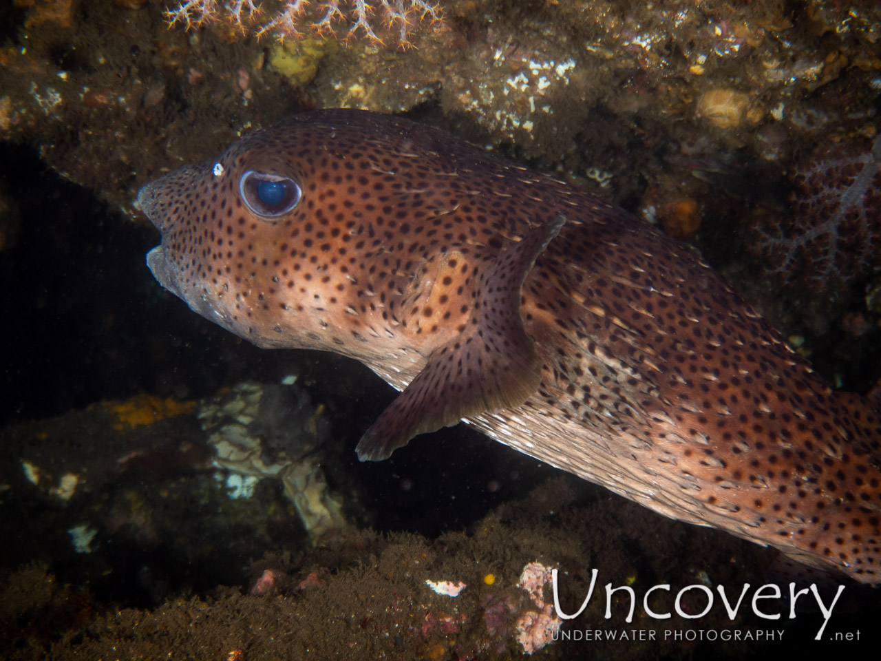 Spot-fin Porcupinefish (diodon Hystrix) shot in Indonesia|Bali|Tulamben|Liberty Wreck
