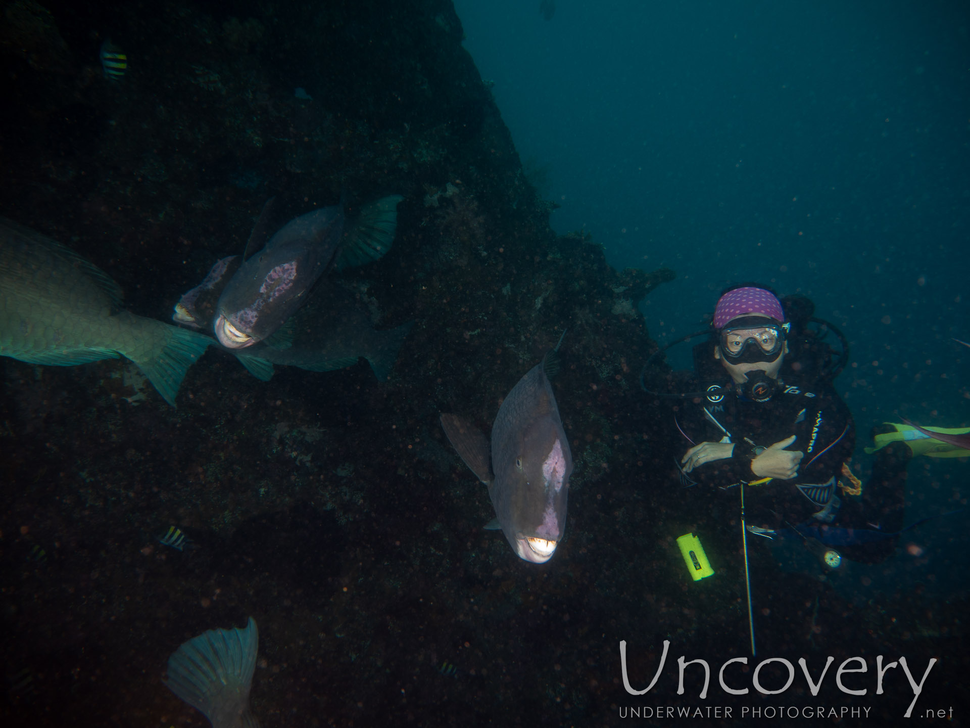 Humphead Parrotfish (bolbometopon Muricatum), photo taken in Indonesia, Bali, Tulamben, Liberty Wreck