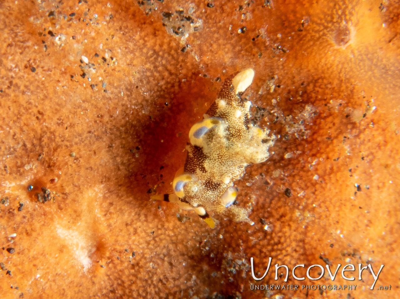 Nudibranch, photo taken in Indonesia, Bali, Tulamben, Wreck Slope