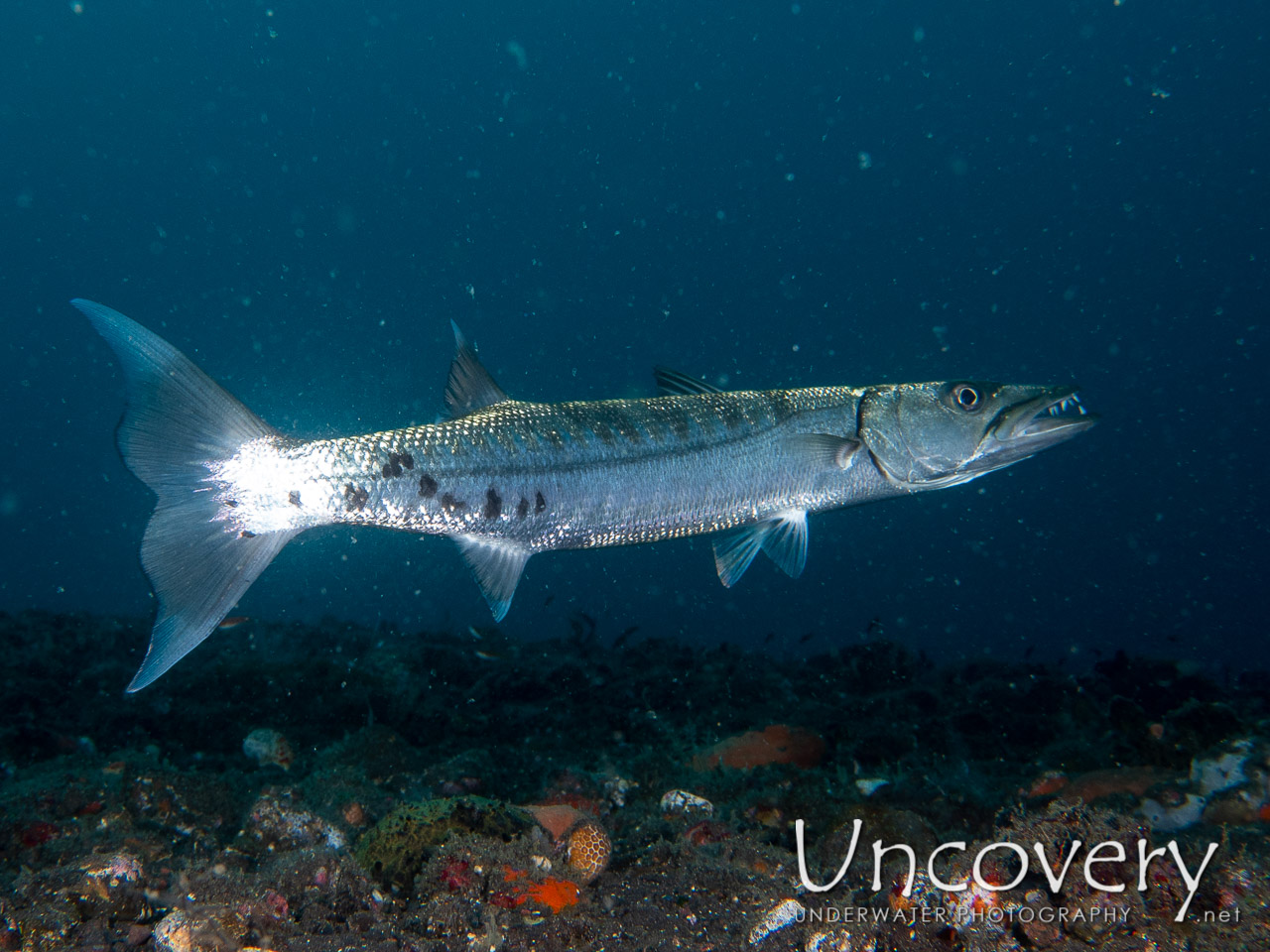 Great Barracuda (sphyraena Barracuda), photo taken in Indonesia, Bali, Tulamben, Wreck Slope