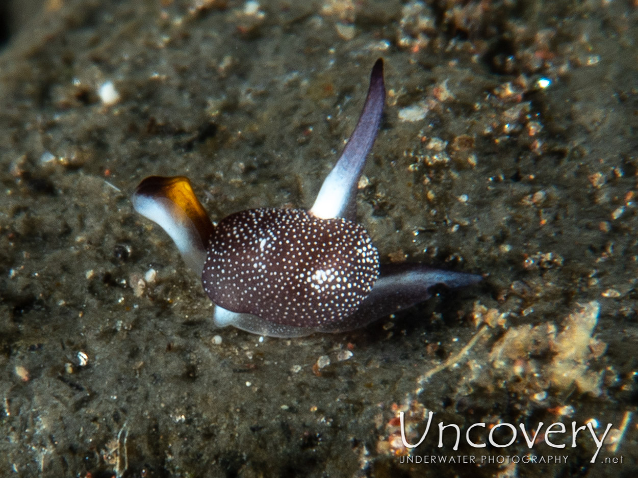 Nudibranch, photo taken in Indonesia, Bali, Tulamben, Wreck Slope