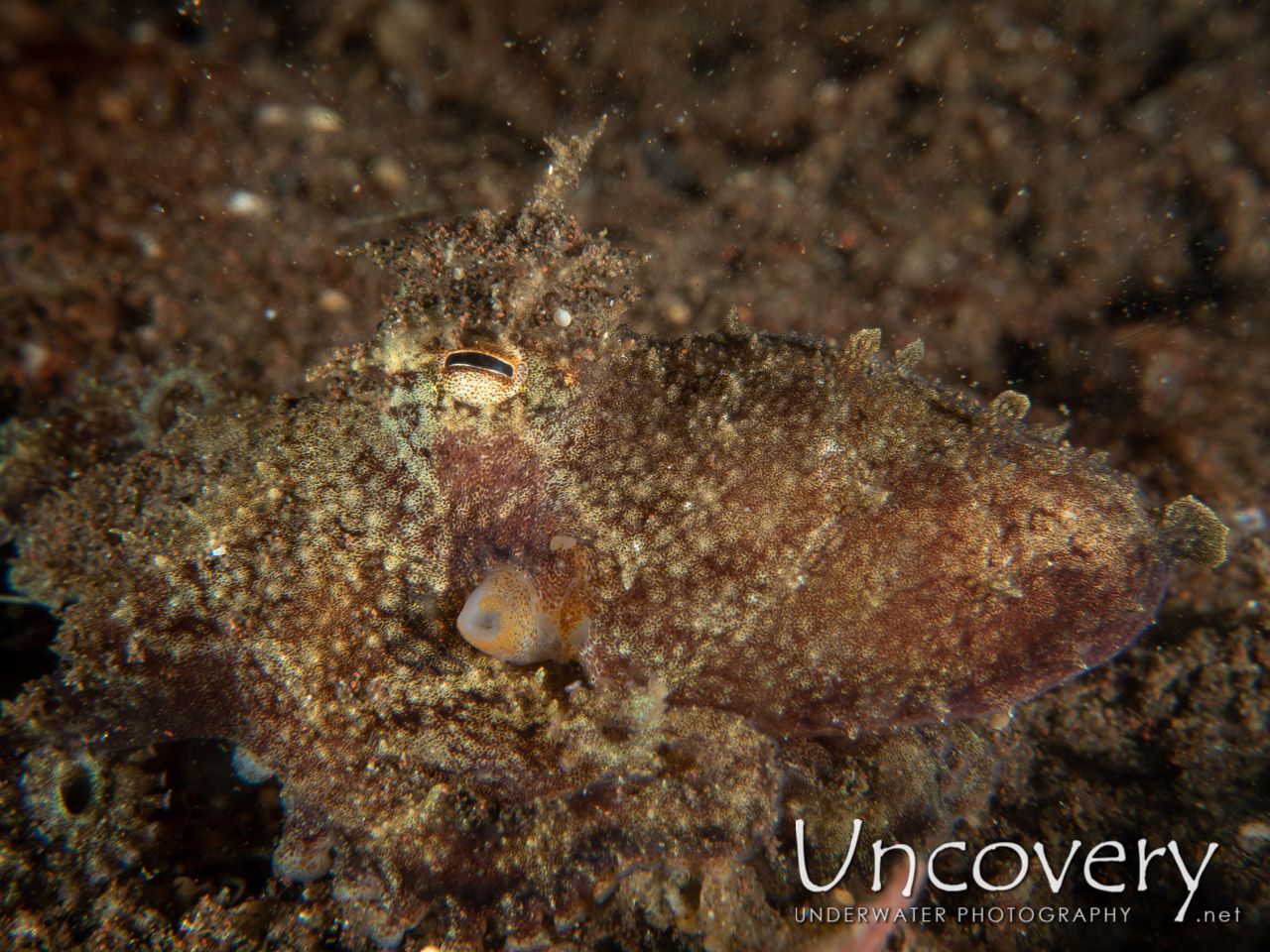 Day Octopus (octopus Cyanea) shot in Indonesia|Bali|Tulamben|Seraya Secrets