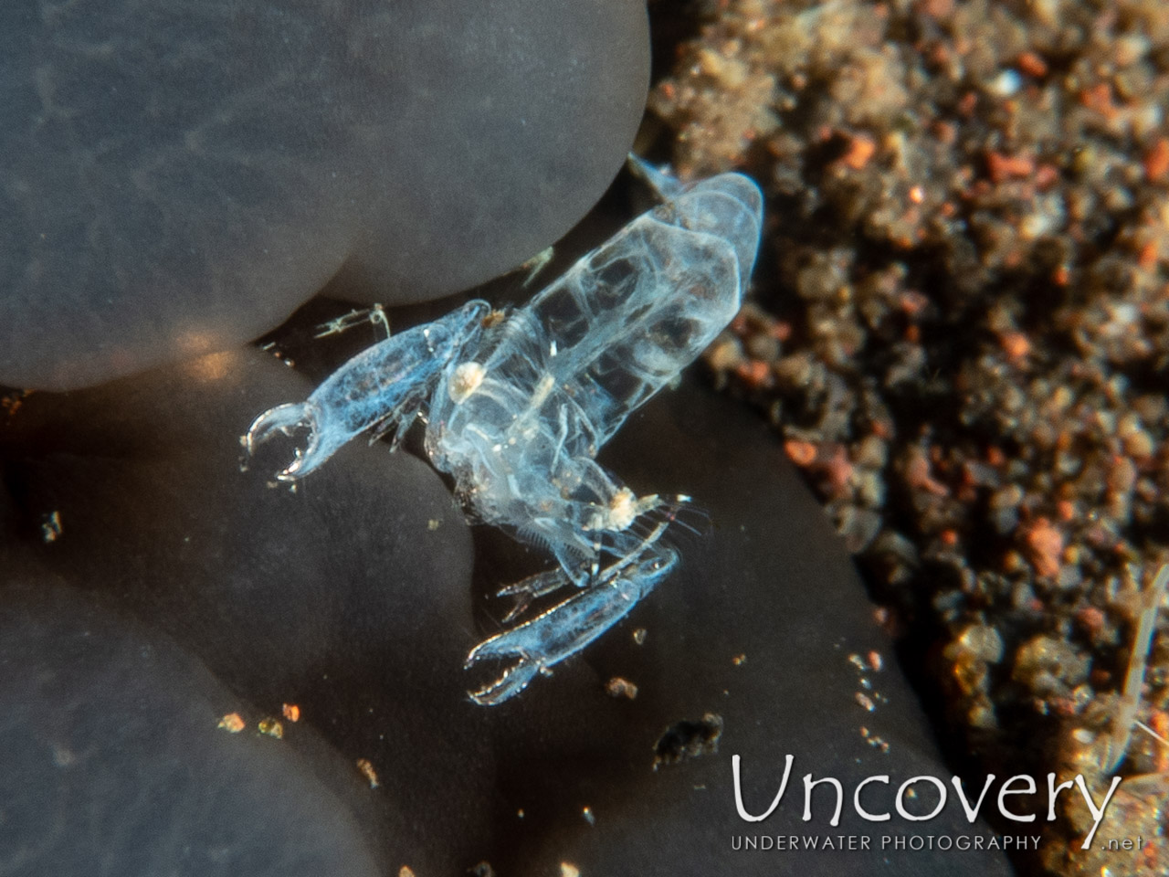 Ghost Shrimp (isopontonia Platycheles) shot in Indonesia|Bali|Tulamben|Seraya Secrets