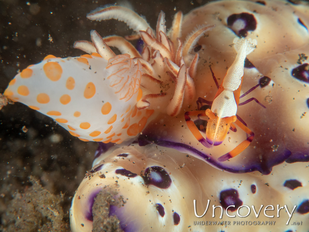 Nudibranch shot in Indonesia|Bali|Tulamben|Seraya Secrets