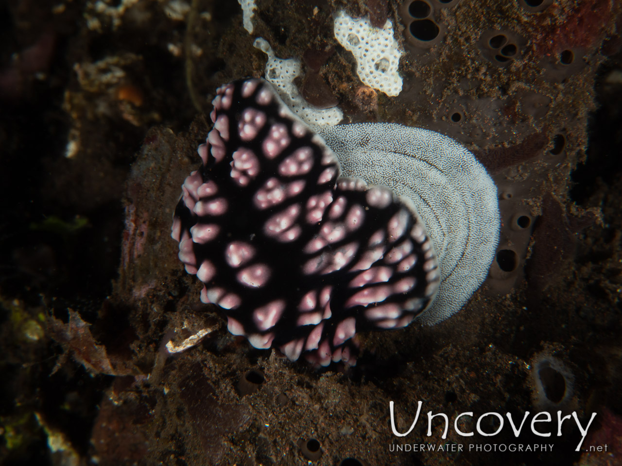 Nudibranch shot in Indonesia|Bali|Tulamben|Seraya Secrets