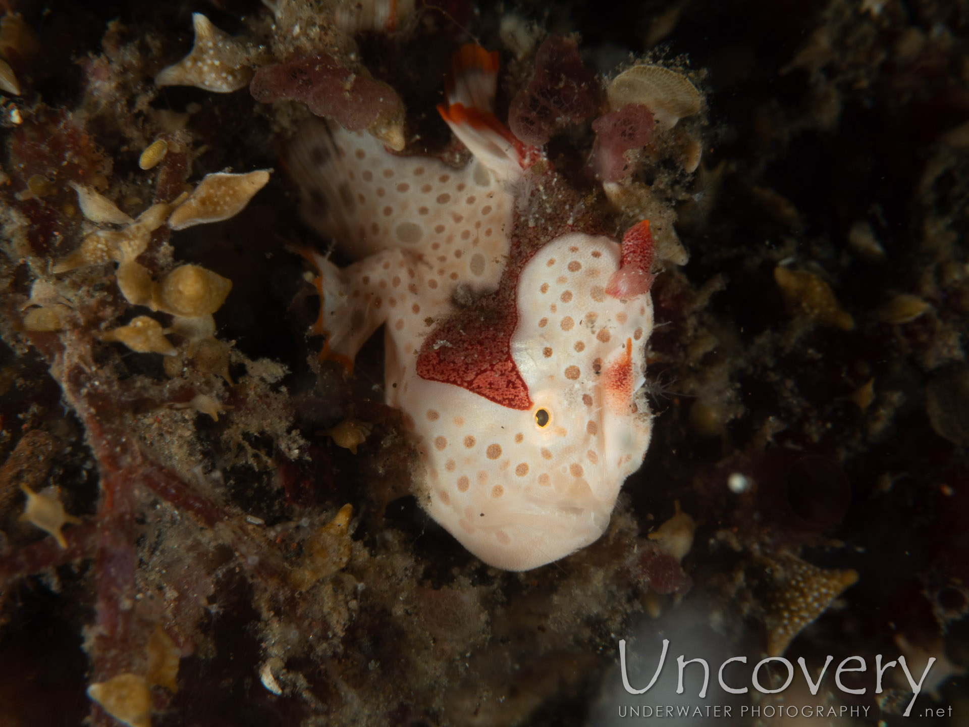 Nudibranch (to Be Defined), photo taken in Indonesia, Bali, Tulamben, Sidem