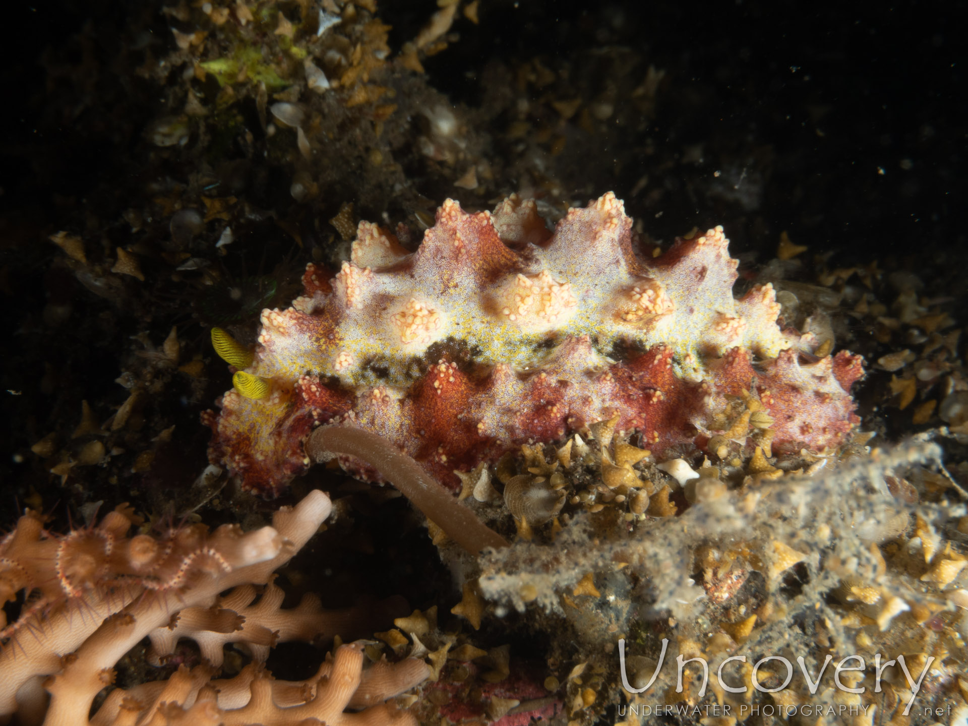 Nudibranch (phyllidiopsis Cardinalis), photo taken in Indonesia, Bali, Tulamben, Sidem