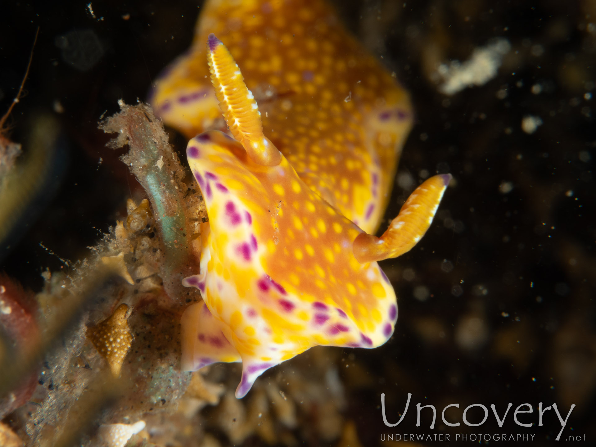 Nudibranch (ceratosoma Tenue), photo taken in Indonesia, Bali, Tulamben, Sidem