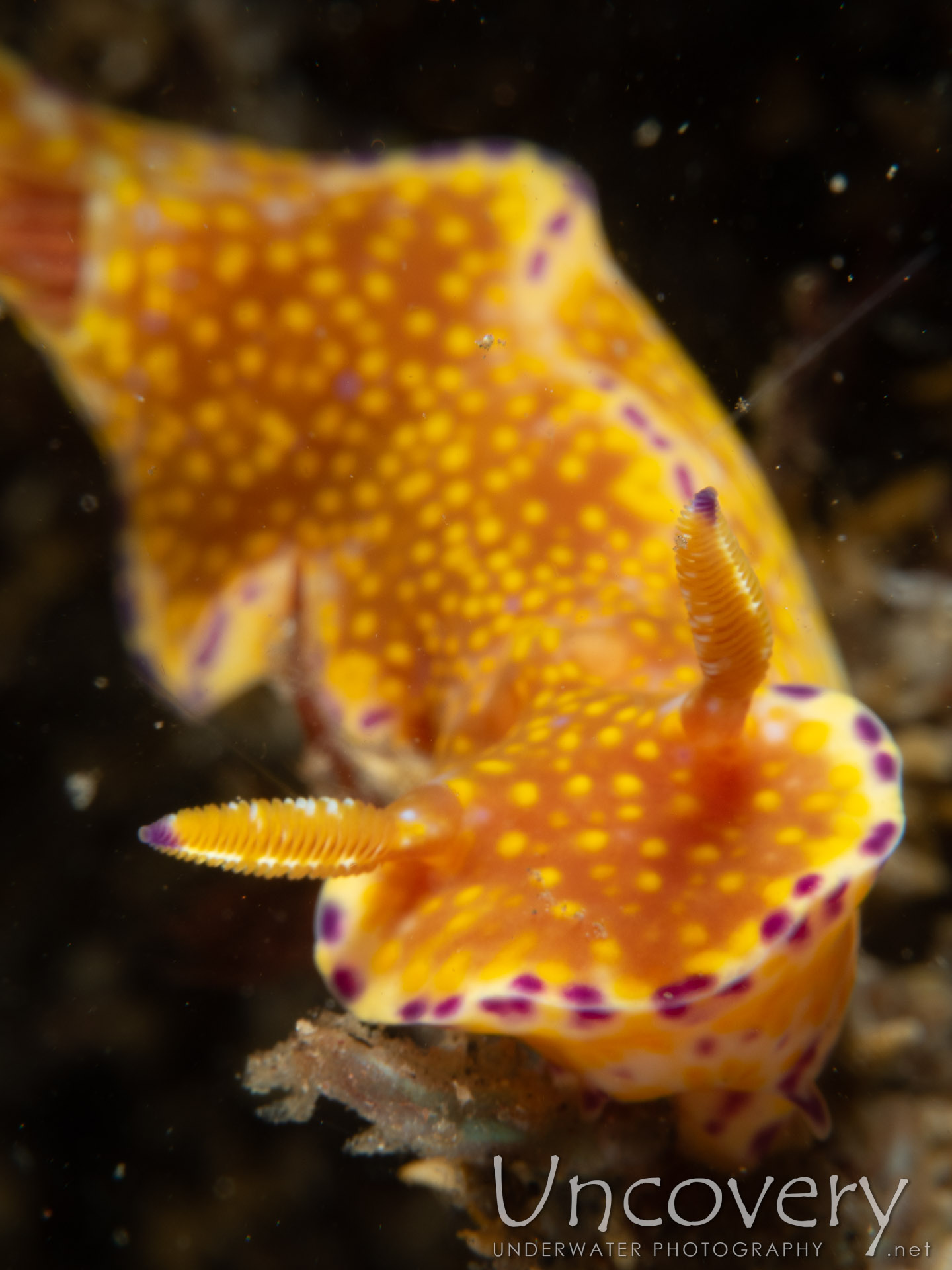 Nudibranch (ceratosoma Tenue), photo taken in Indonesia, Bali, Tulamben, Sidem