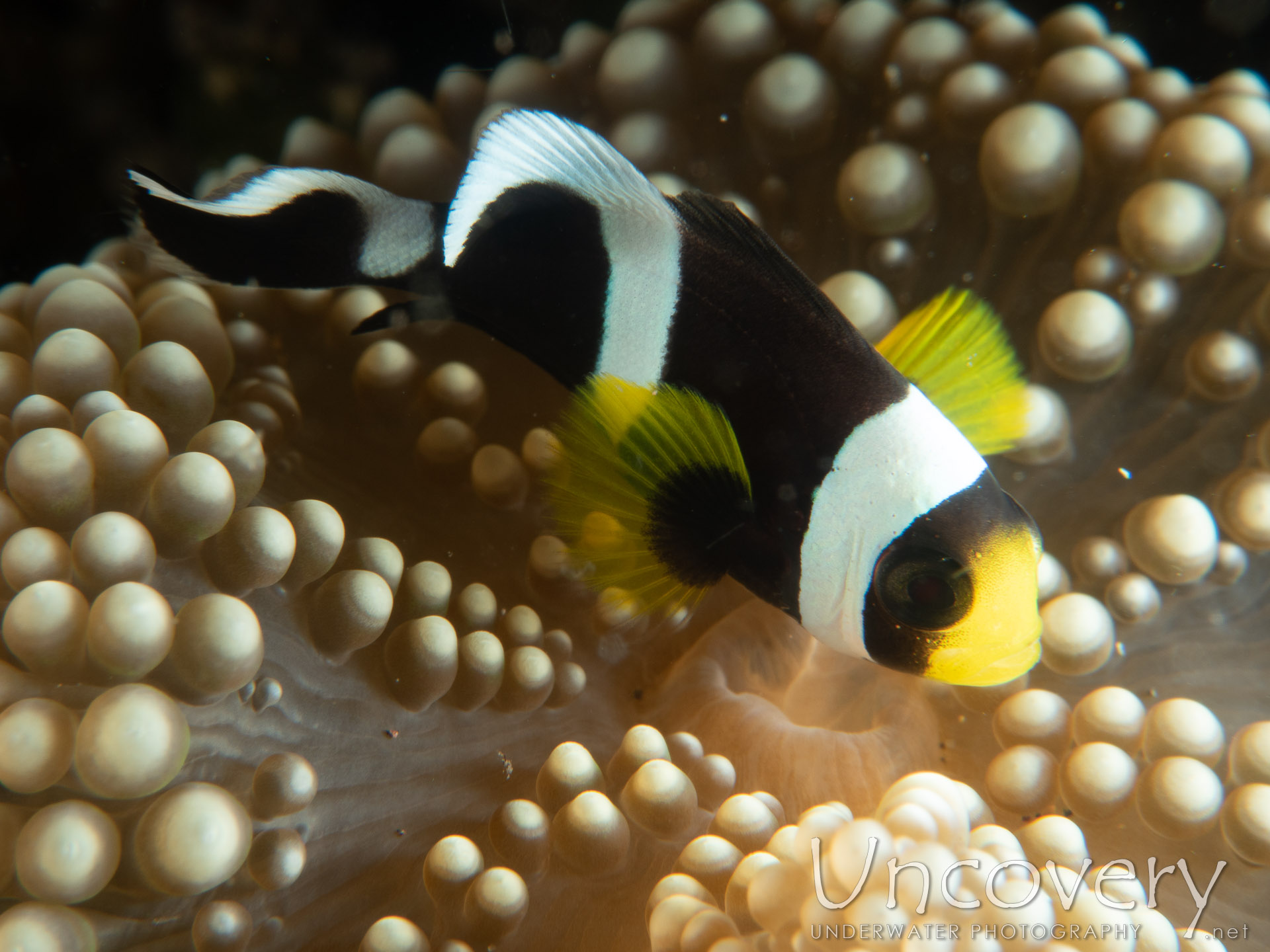 Saddleback Anemonefish (amphiprion Polymnus), photo taken in Indonesia, Bali, Tulamben, Sidem