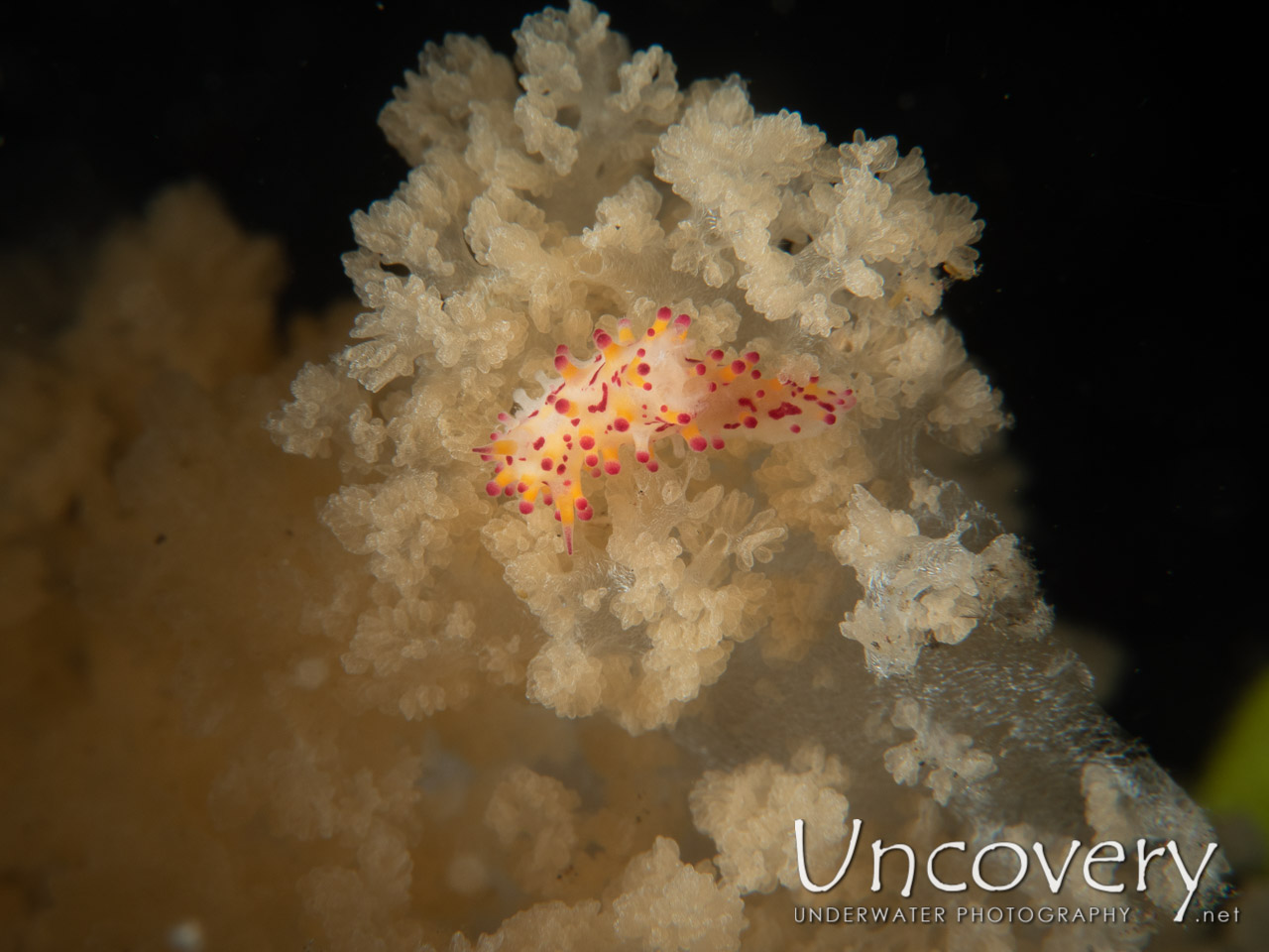 Nudibranch shot in Indonesia|Bali|Tulamben|Sidem