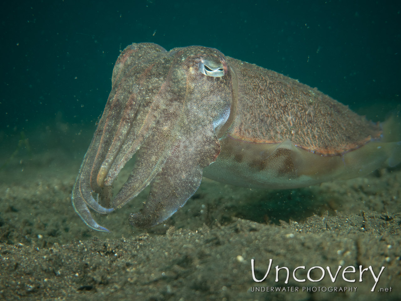 Broadclub Cuttlefish (sepia Latimanus) shot in Indonesia|Bali|Tulamben|Bulakan Slope