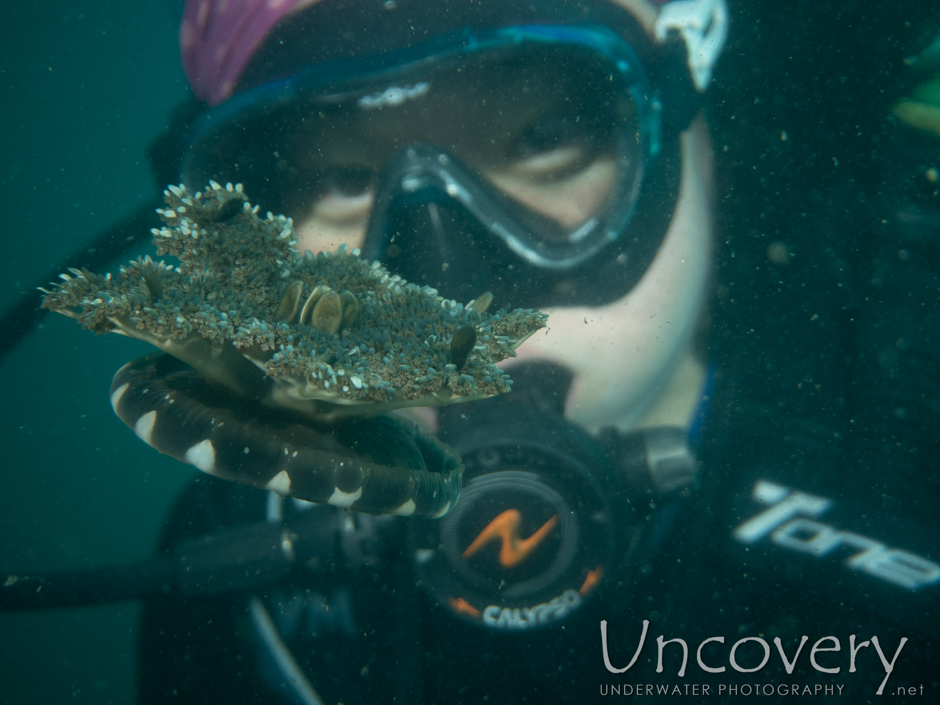 Upside Down Jellyfish (cassiopea), photo taken in Indonesia, Bali, Tulamben, Bulakan Slope