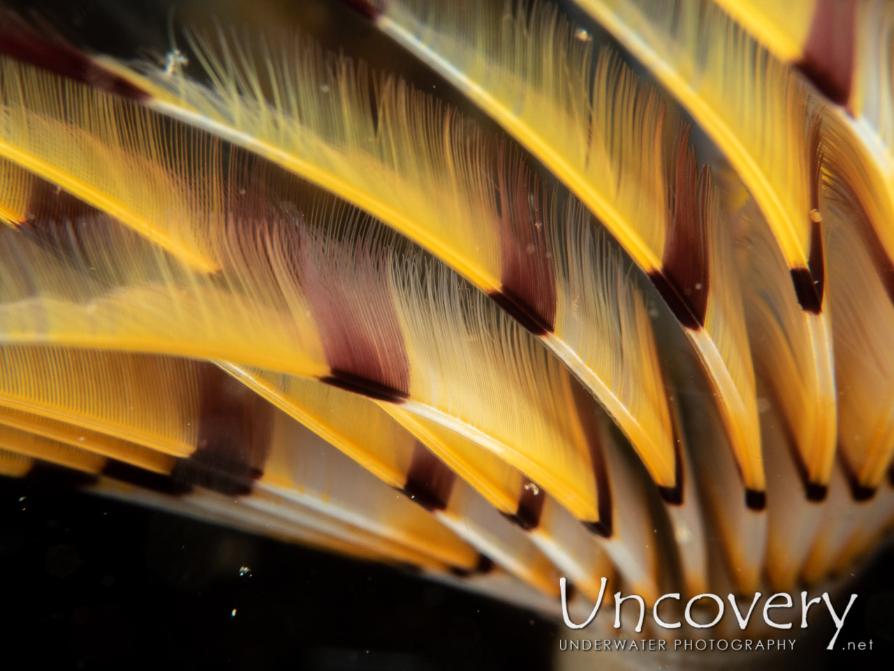 Indian Feather Duster Worm (sabellastarte Spectabilis) shot in Indonesia|Bali|Tulamben|Bulakan Slope