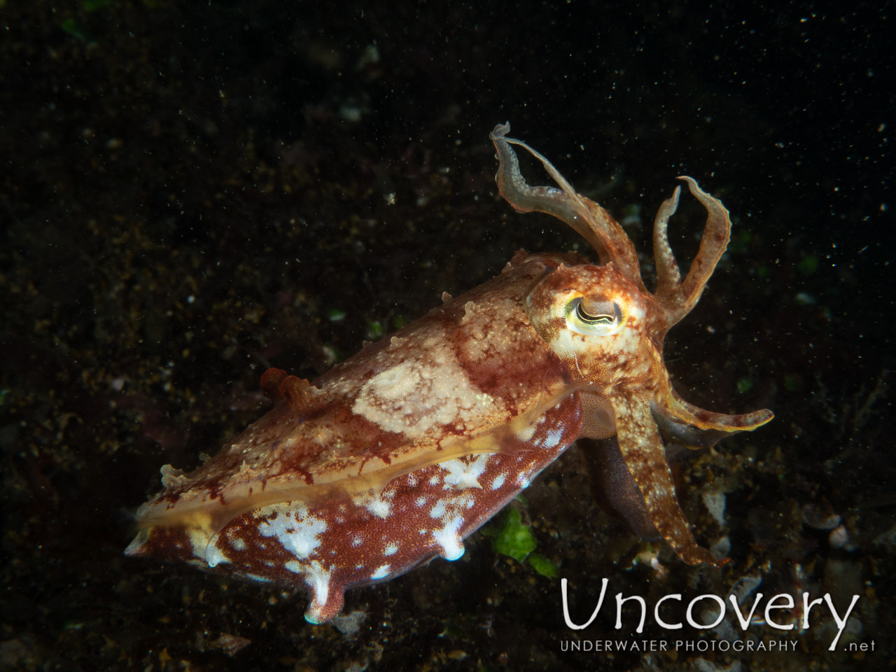 Needle Cuttlefish (sepia Aculeata), photo taken in Indonesia, Bali, Tulamben, Sidem
