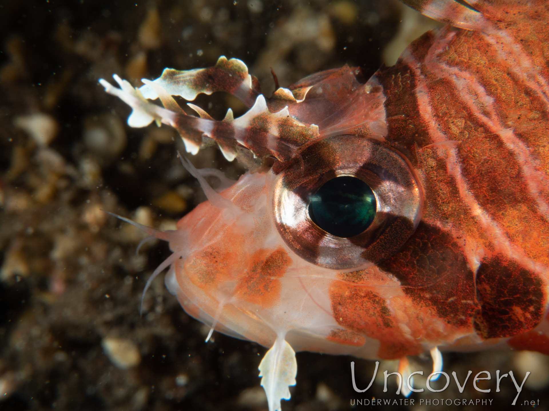 Spotfin Lionfish (pterois Antennata), photo taken in Indonesia, Bali, Tulamben, Sidem