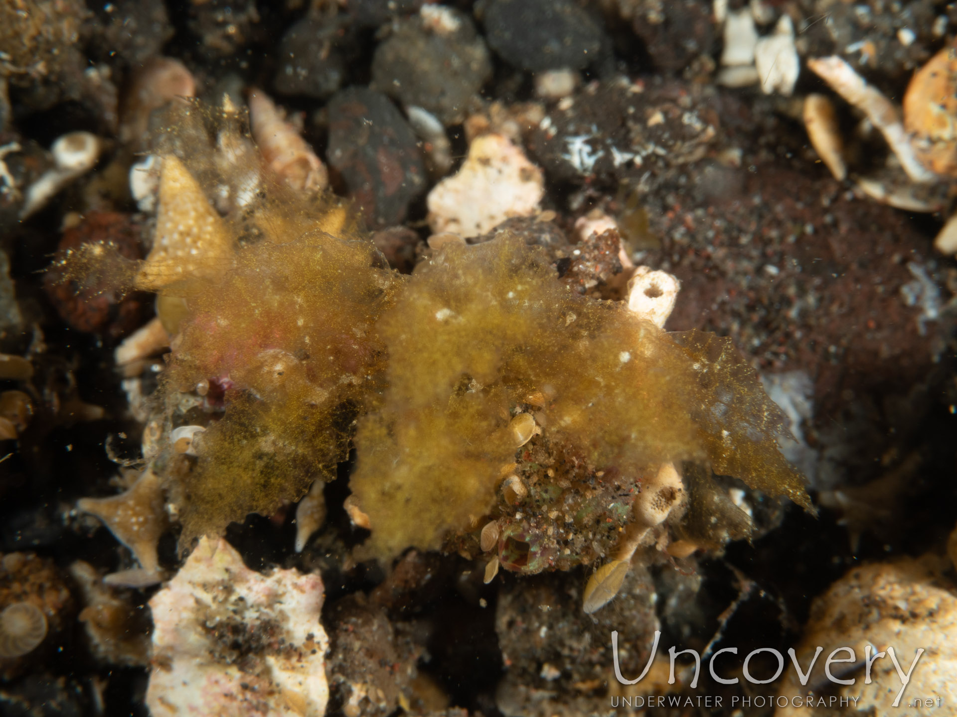 Nudibranch (polybranchia Sp.), photo taken in Indonesia, Bali, Tulamben, Sidem