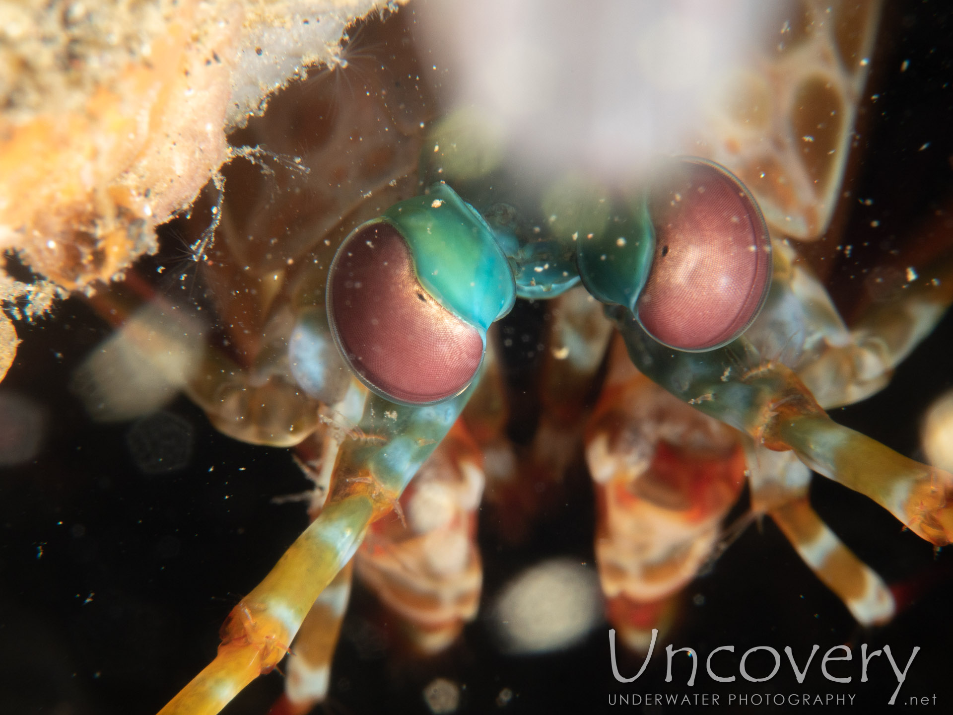 Peacock Mantis Shrimp (odontodactylus Scyllarus), photo taken in Indonesia, Bali, Tulamben, Sidem