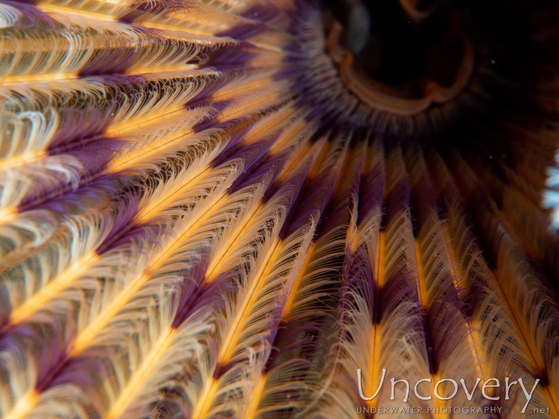 Indian Feather Duster Worm (sabellastarte Spectabilis), photo taken in Indonesia, Bali, Tulamben, Sidem