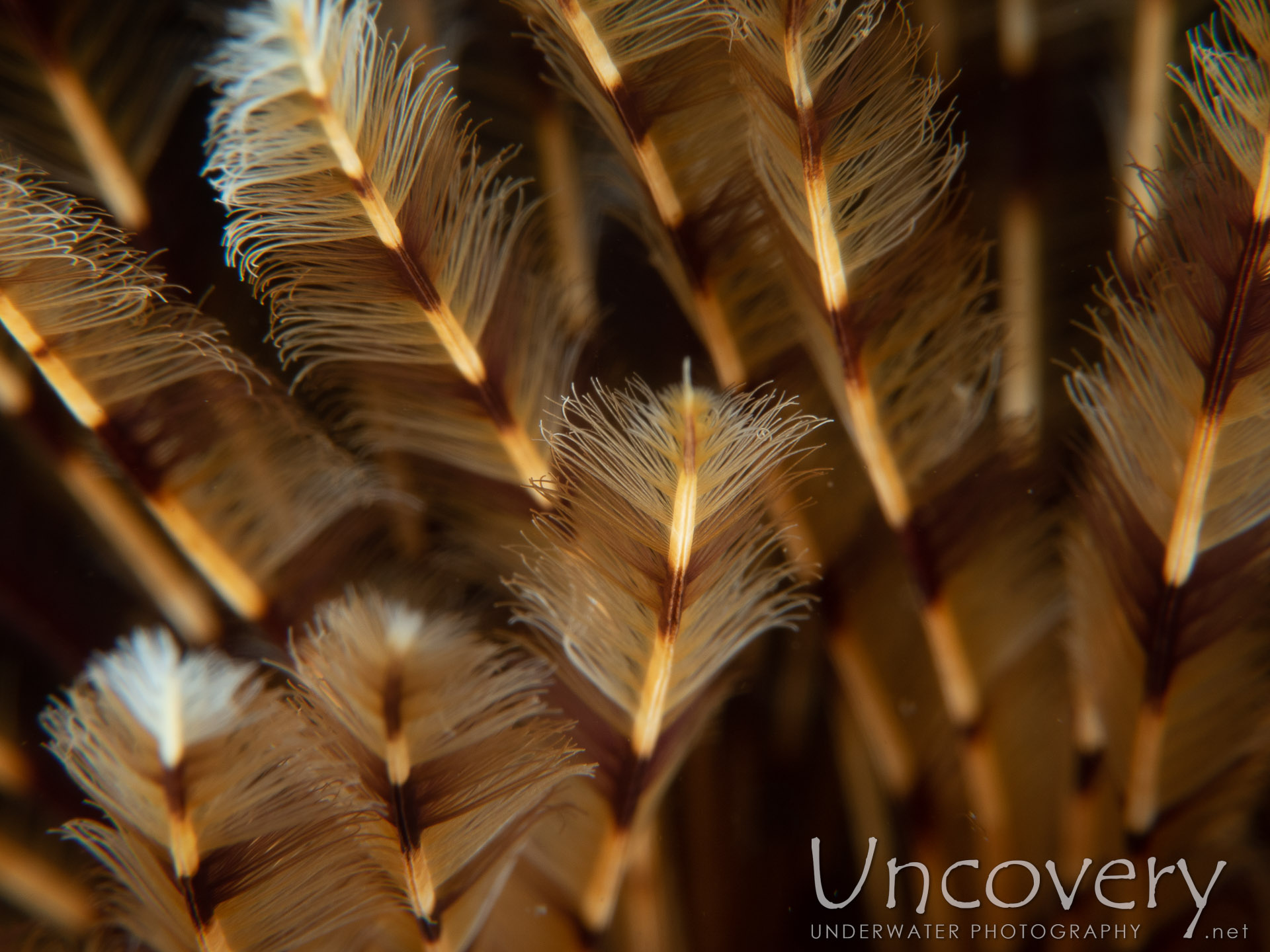 Indian Feather Duster Worm (sabellastarte Spectabilis), photo taken in Indonesia, Bali, Tulamben, Sidem