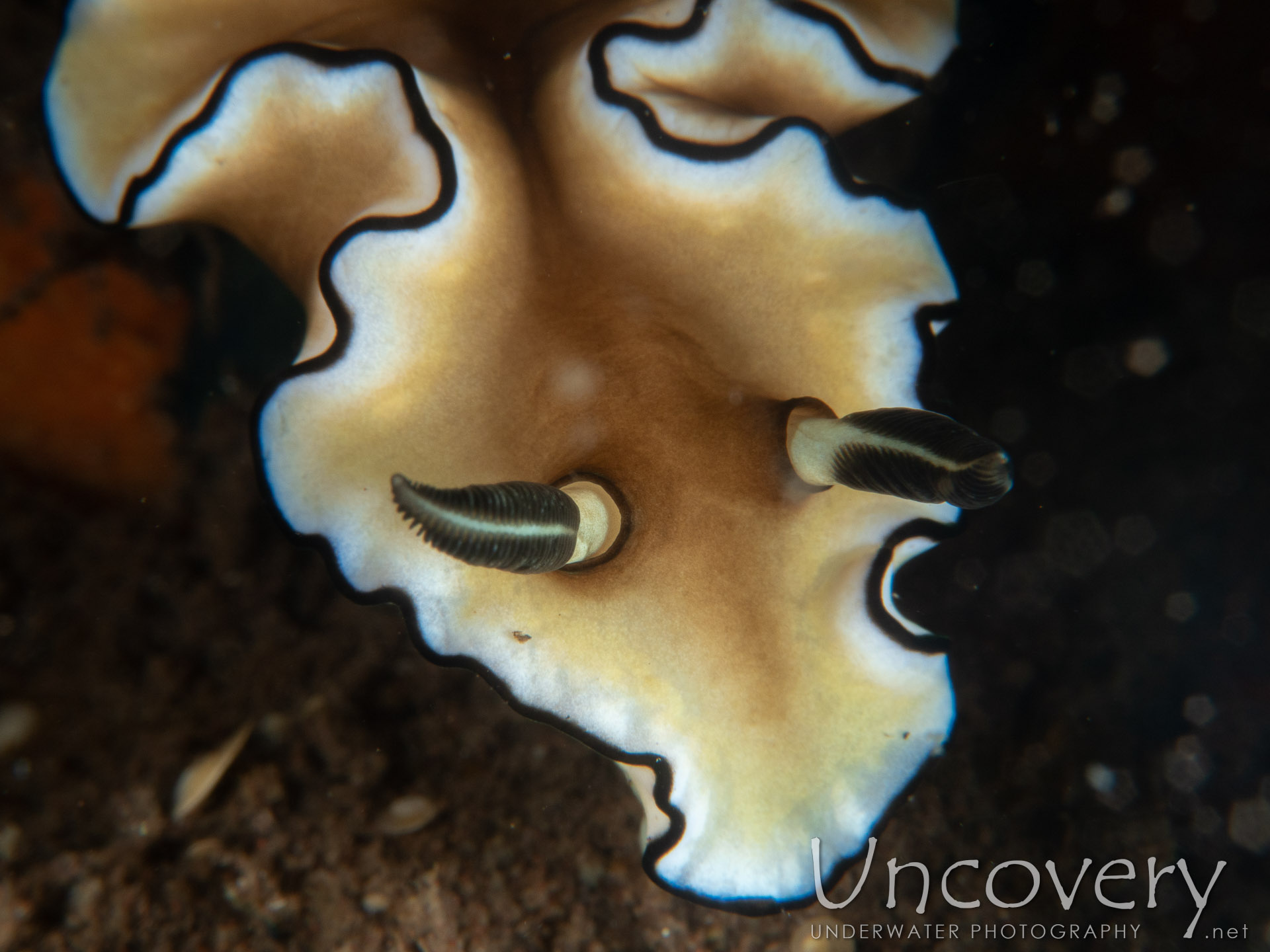 Nudibranch (doriprismatica Atromarginata), photo taken in Indonesia, Bali, Tulamben, Batu Niti Slope