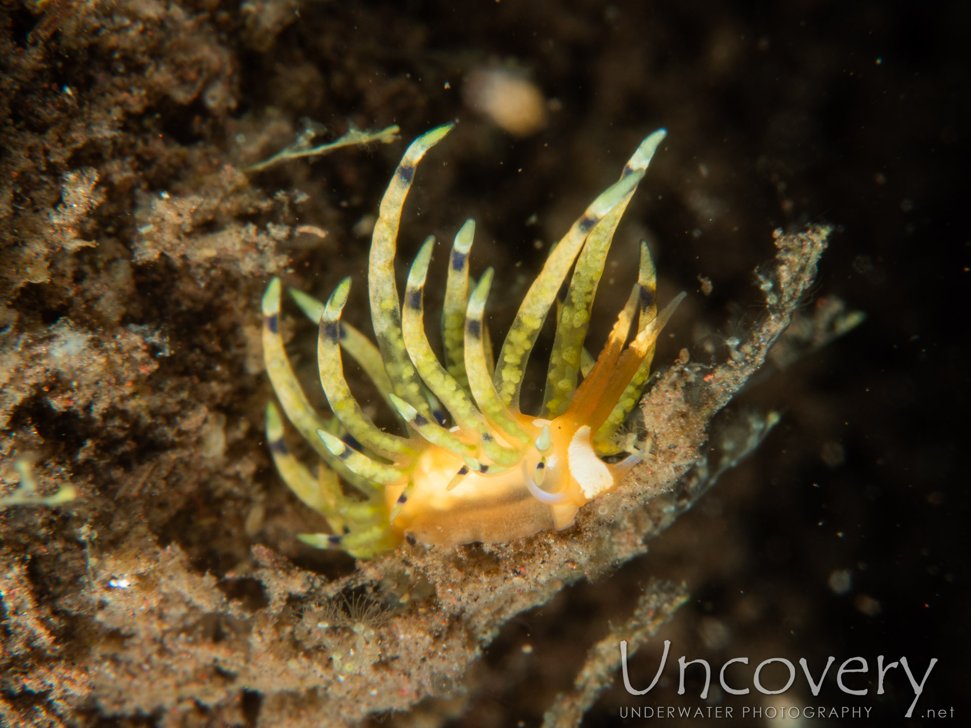 Nudibranch (trinchesia Sp.), photo taken in Indonesia, Bali, Tulamben, Batu Niti Slope