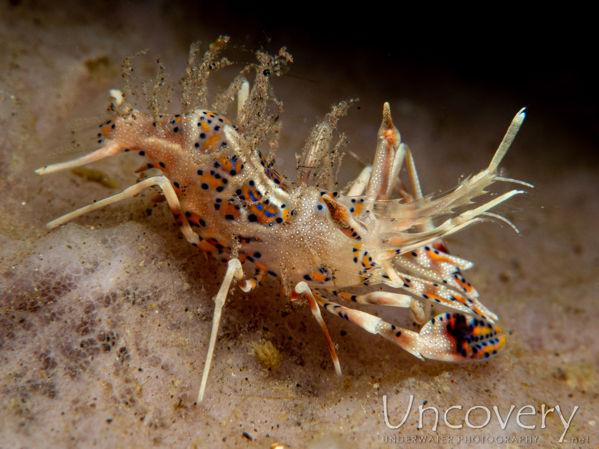 Tiger Shrimp (phyllognathia Ceratophthalma), photo taken in Indonesia, Bali, Tulamben, Batu Niti Slope