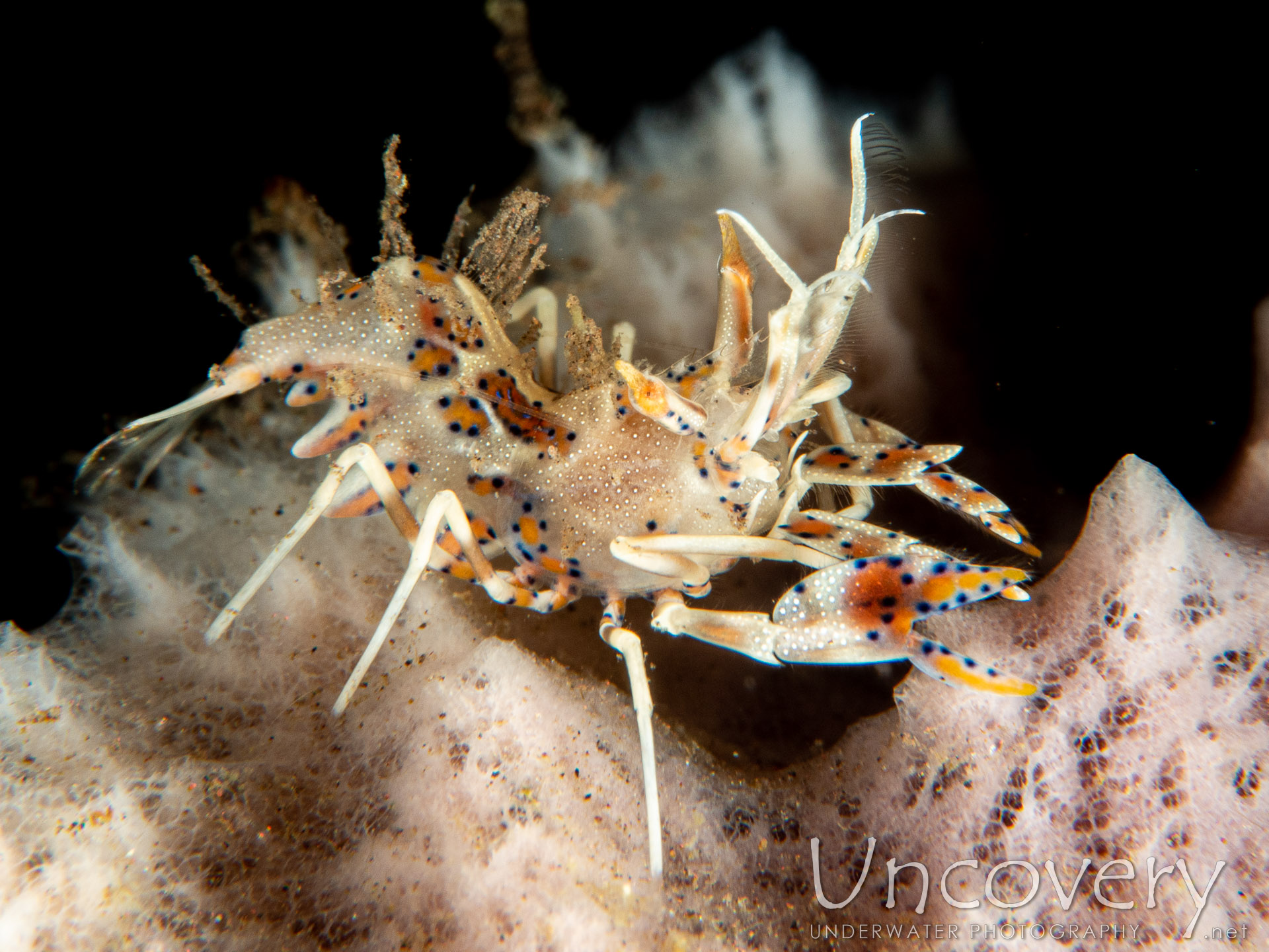 Tiger Shrimp (phyllognathia Ceratophthalma), photo taken in Indonesia, Bali, Tulamben, Batu Niti Slope