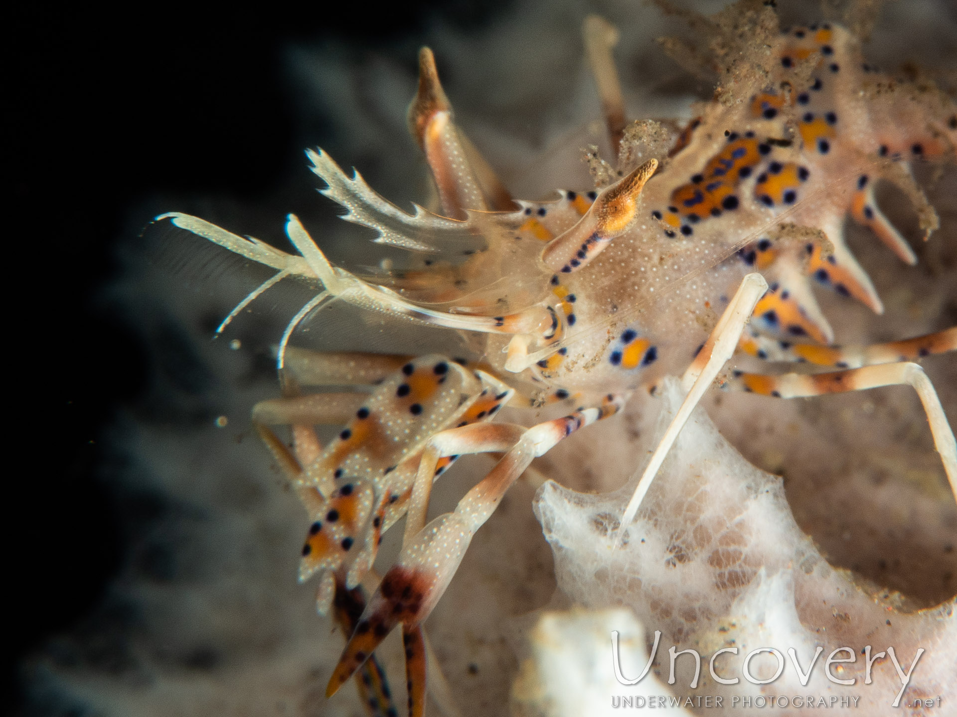 Tiger Shrimp (phyllognathia Ceratophthalma), photo taken in Indonesia, Bali, Tulamben, Batu Niti Slope